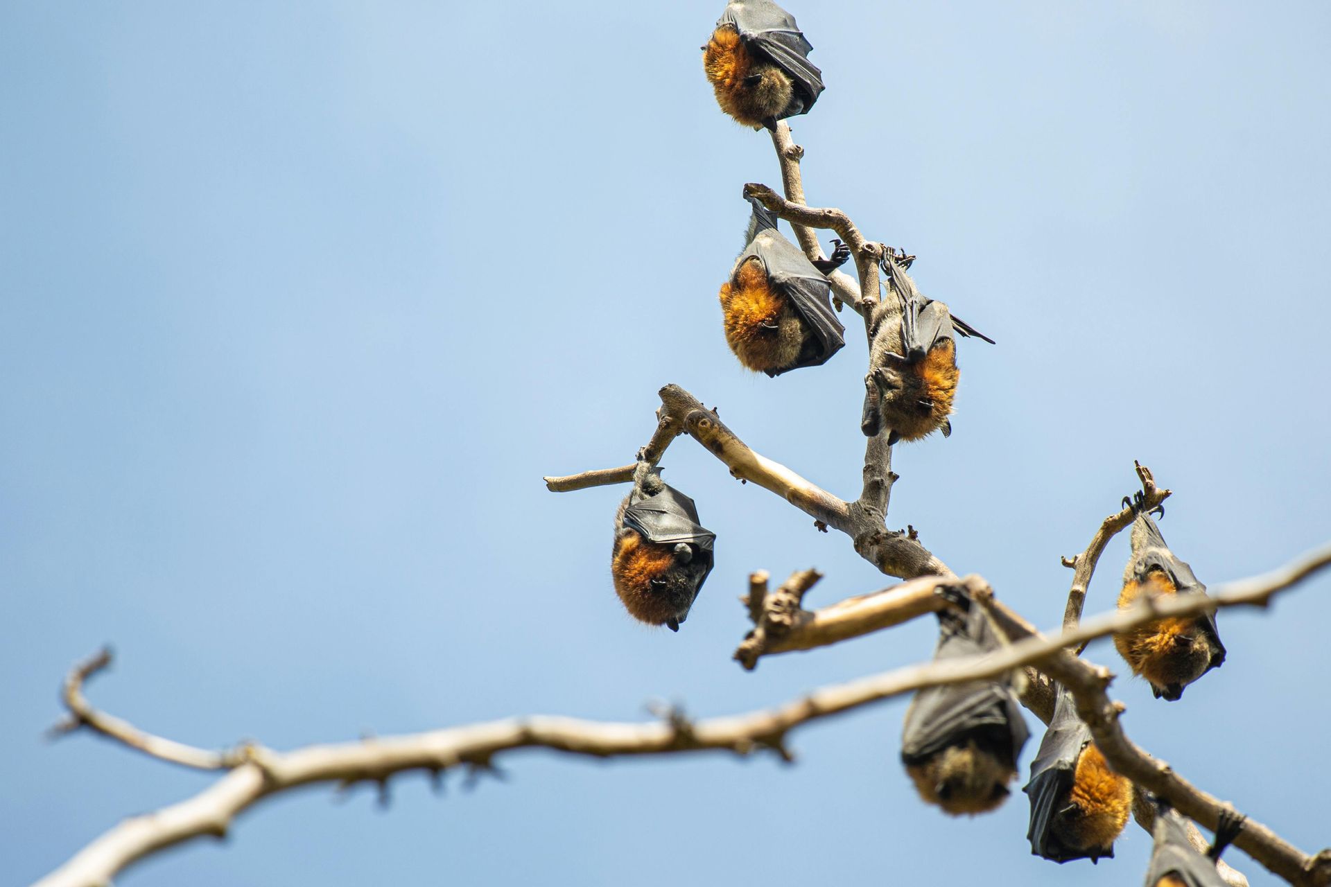 Bats hanging upside down on a tree branch against a blue sky.