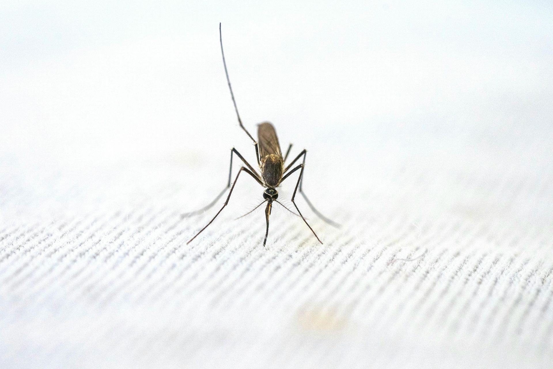 Mosquito with long proboscis and antennae, on a white textured surface.