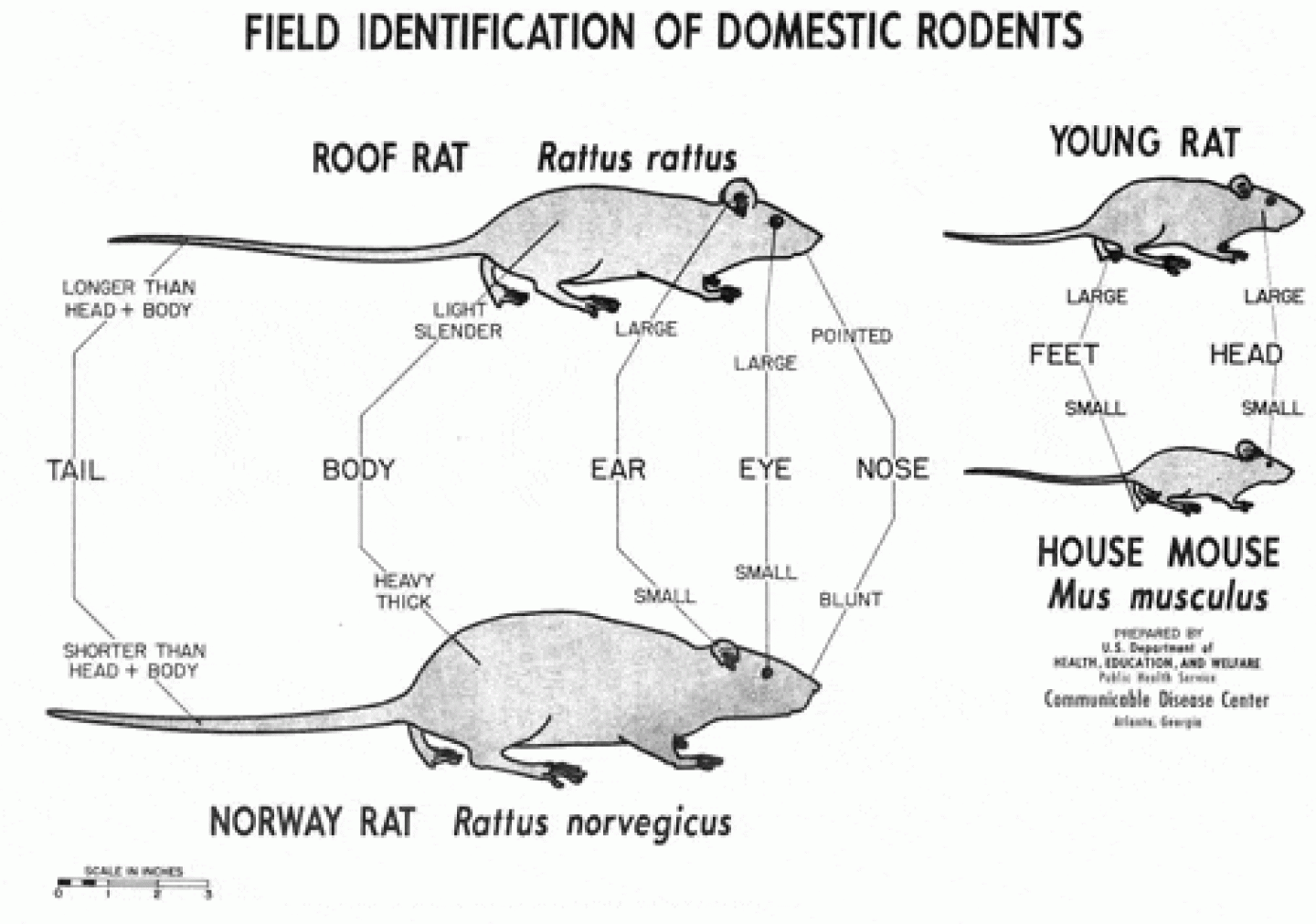 Diagram comparing roof rat, Norway rat, young rat, and house mouse features for identification, highlighting body, tail, ear, eye, and nose.