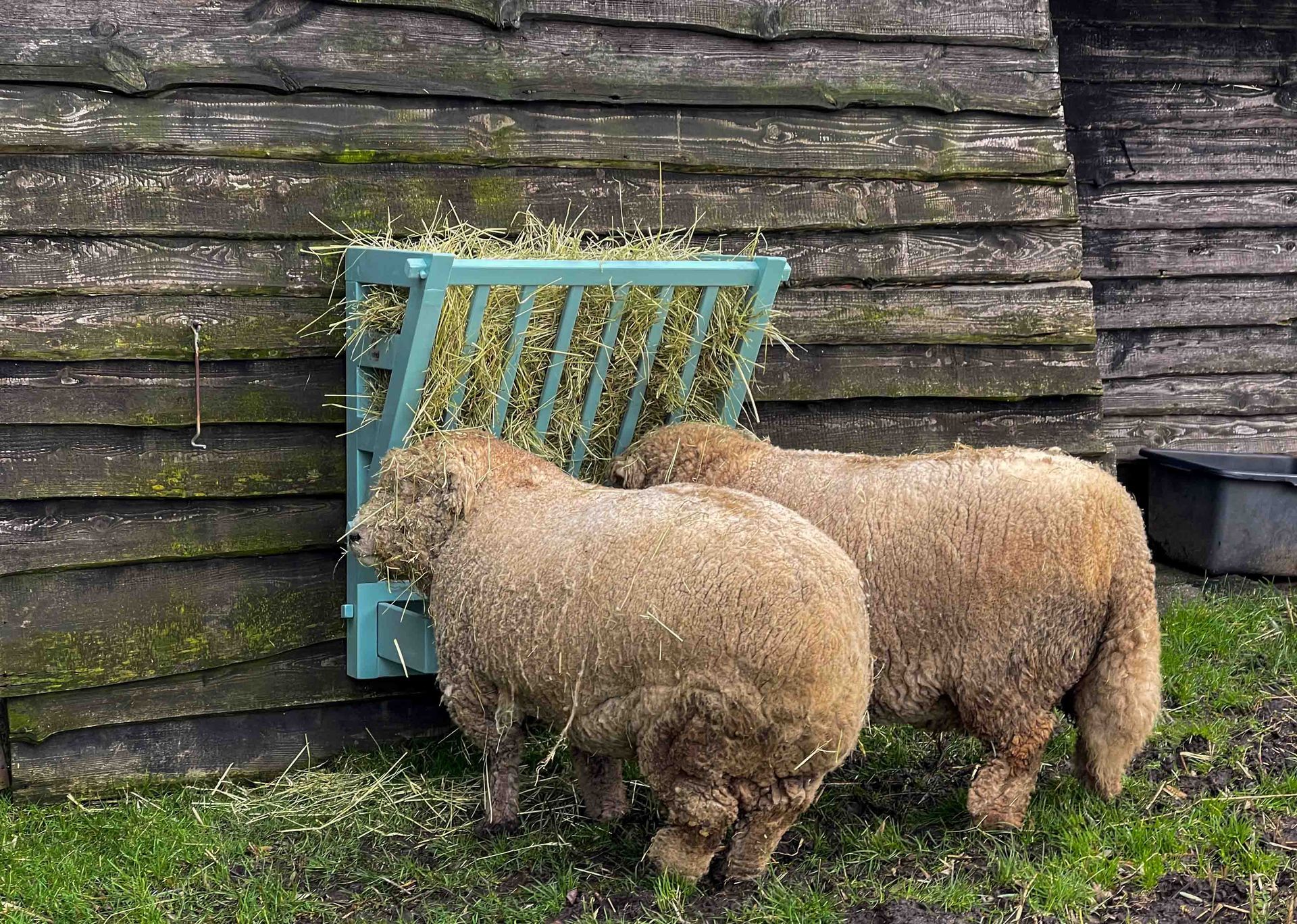 Twee wollige schapen eten hooi