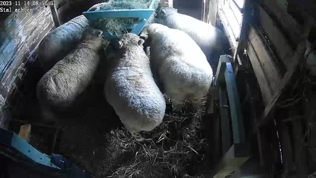Vier schapen