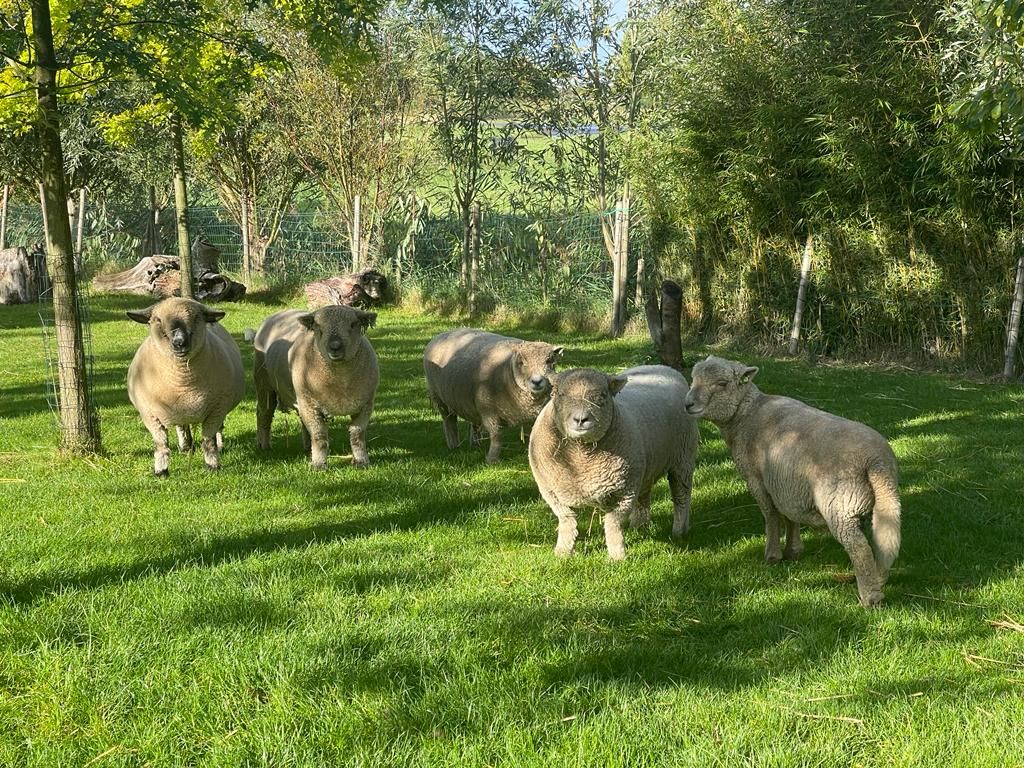 Onze schapen