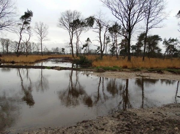 Een persoon springt in de lucht over een vijver in een moerassig boslandschap met kale bomen onder een bewolkte hemel.