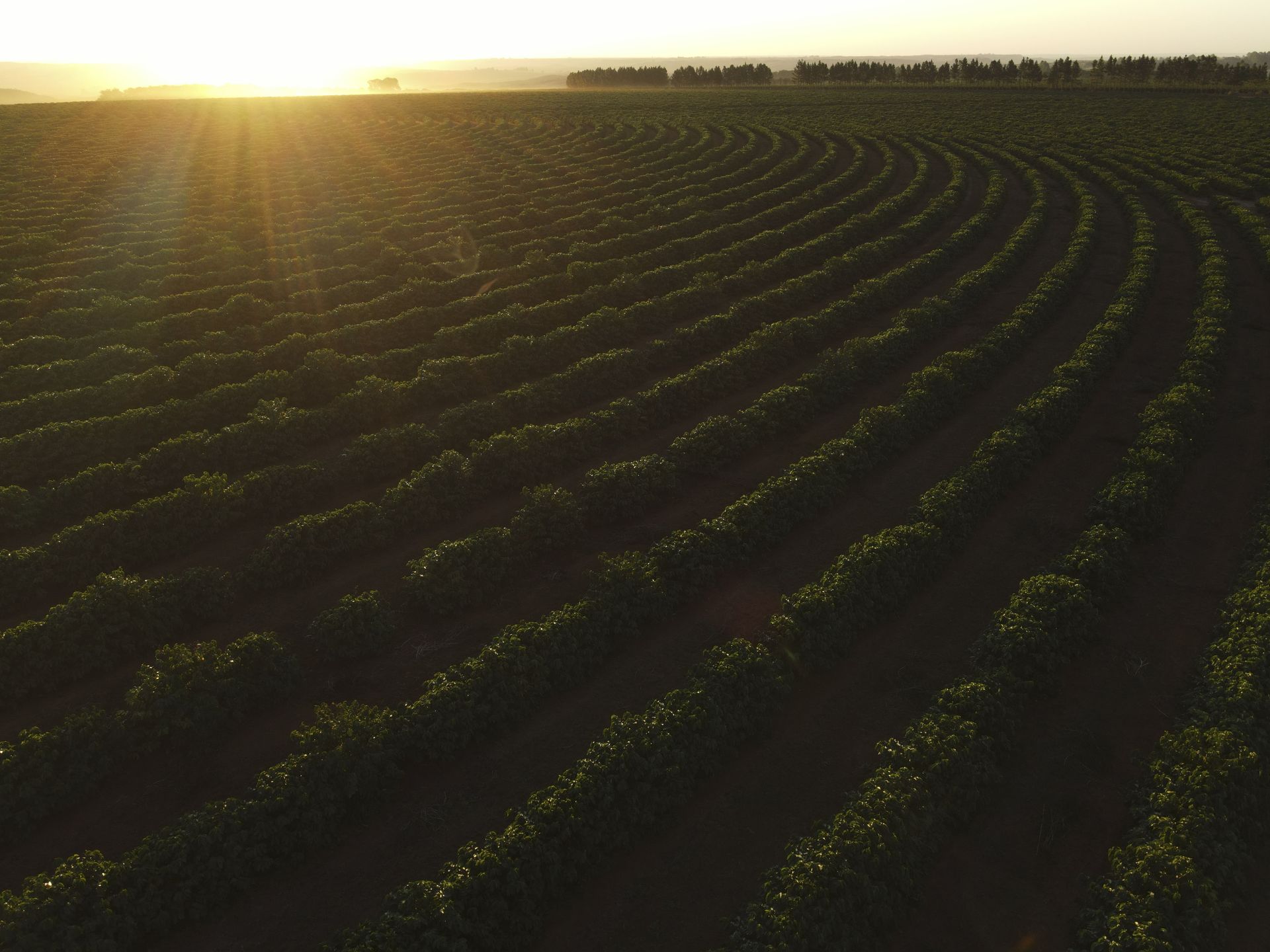 Paisagem e produção rural do Cerrado Mineiro