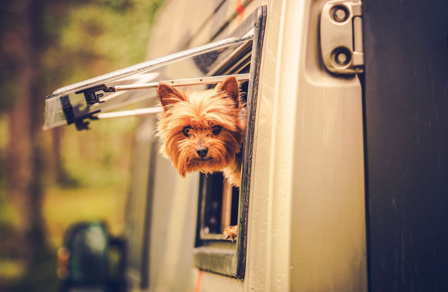Een klein hondje hangt uit een camperraam en kijkt naar buiten met zijn tong uit zijn bek.
