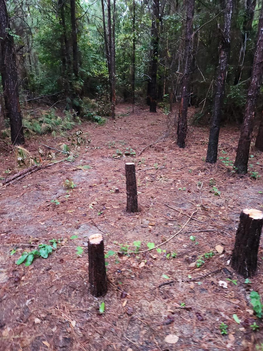 Tree Stumps — Pelion, SC — Hereford and Son LLC