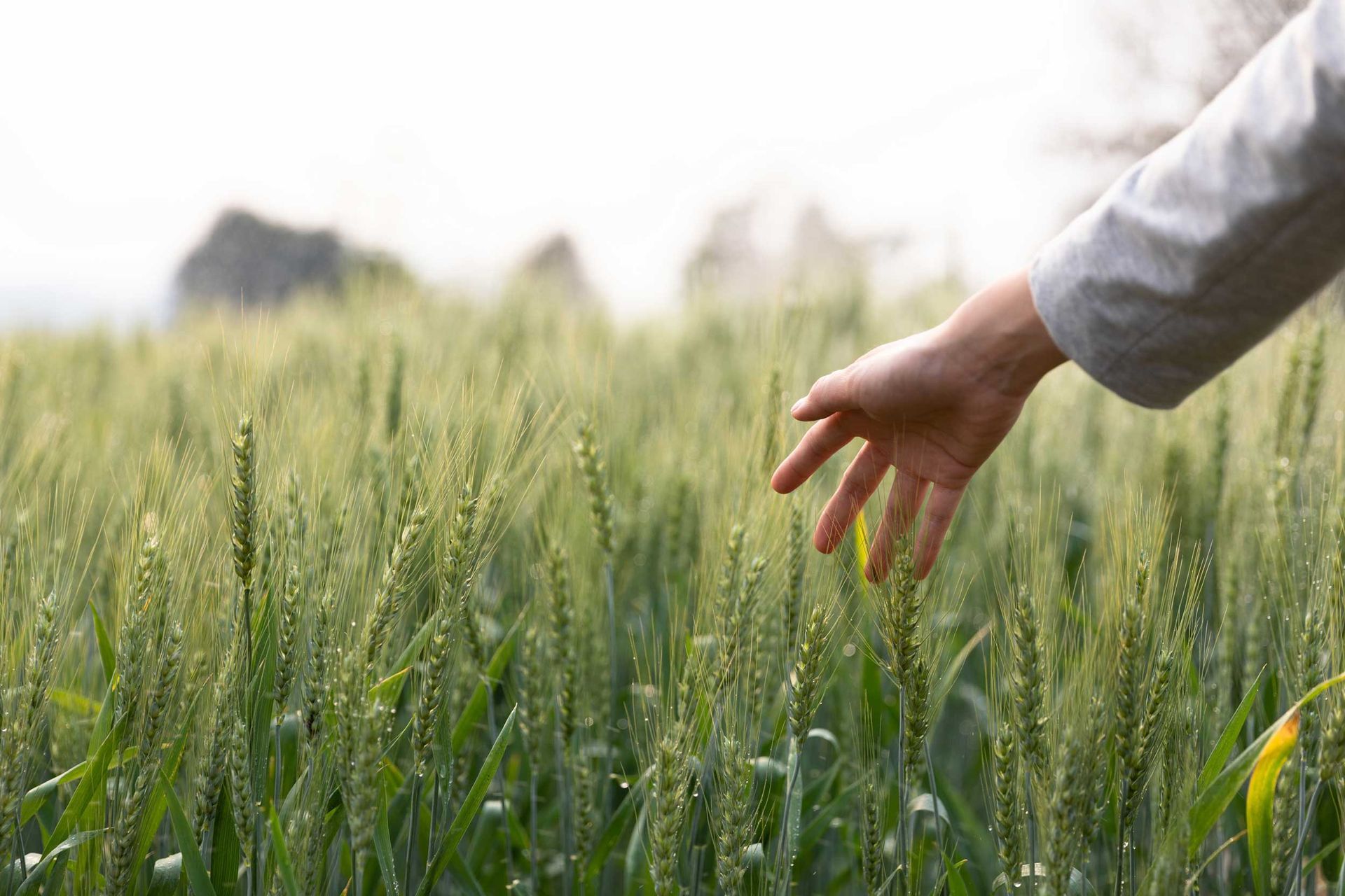 Hand reaching into a sunlit green wheat field Hand reaching into a sunlit green wheat field
