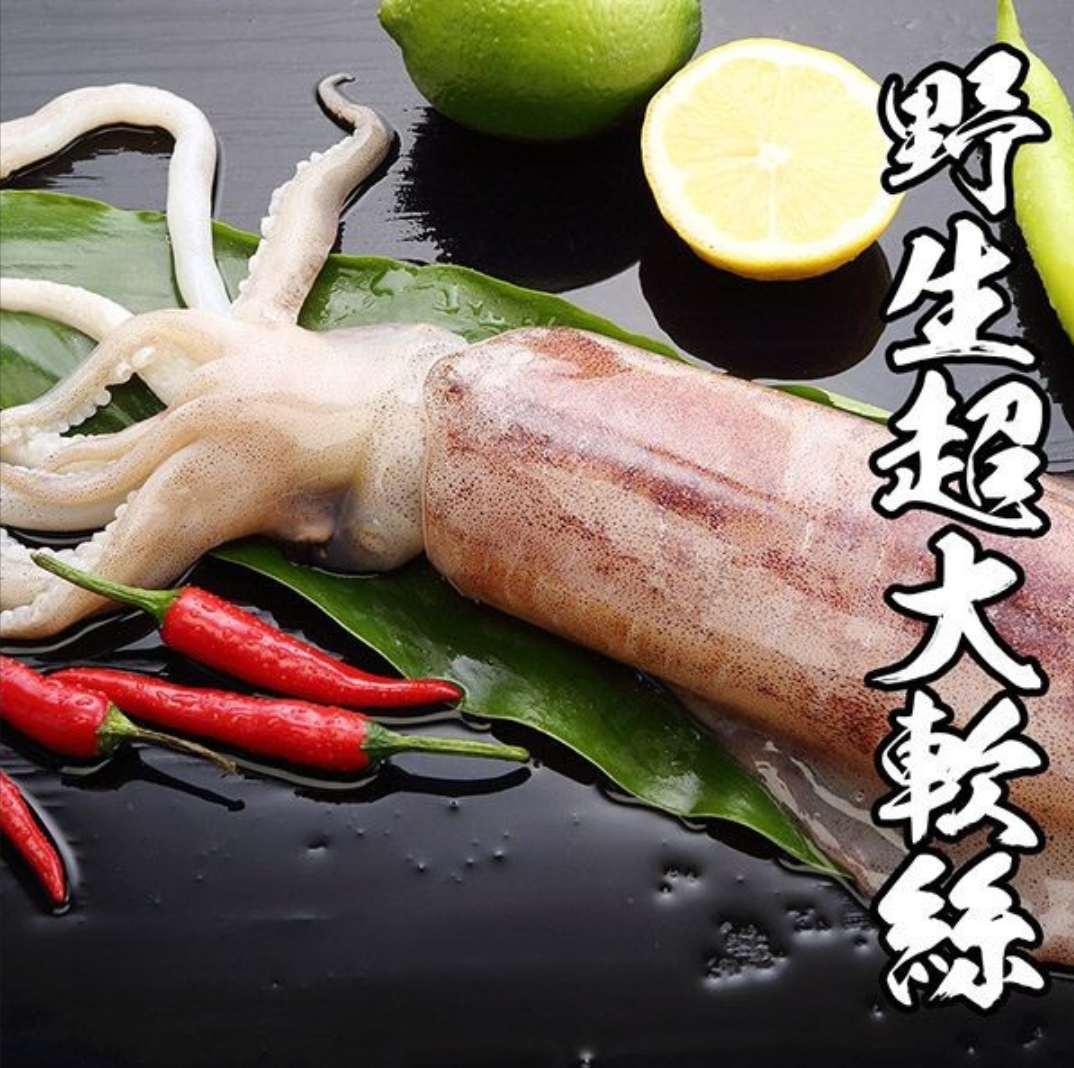 野生超大軟絲