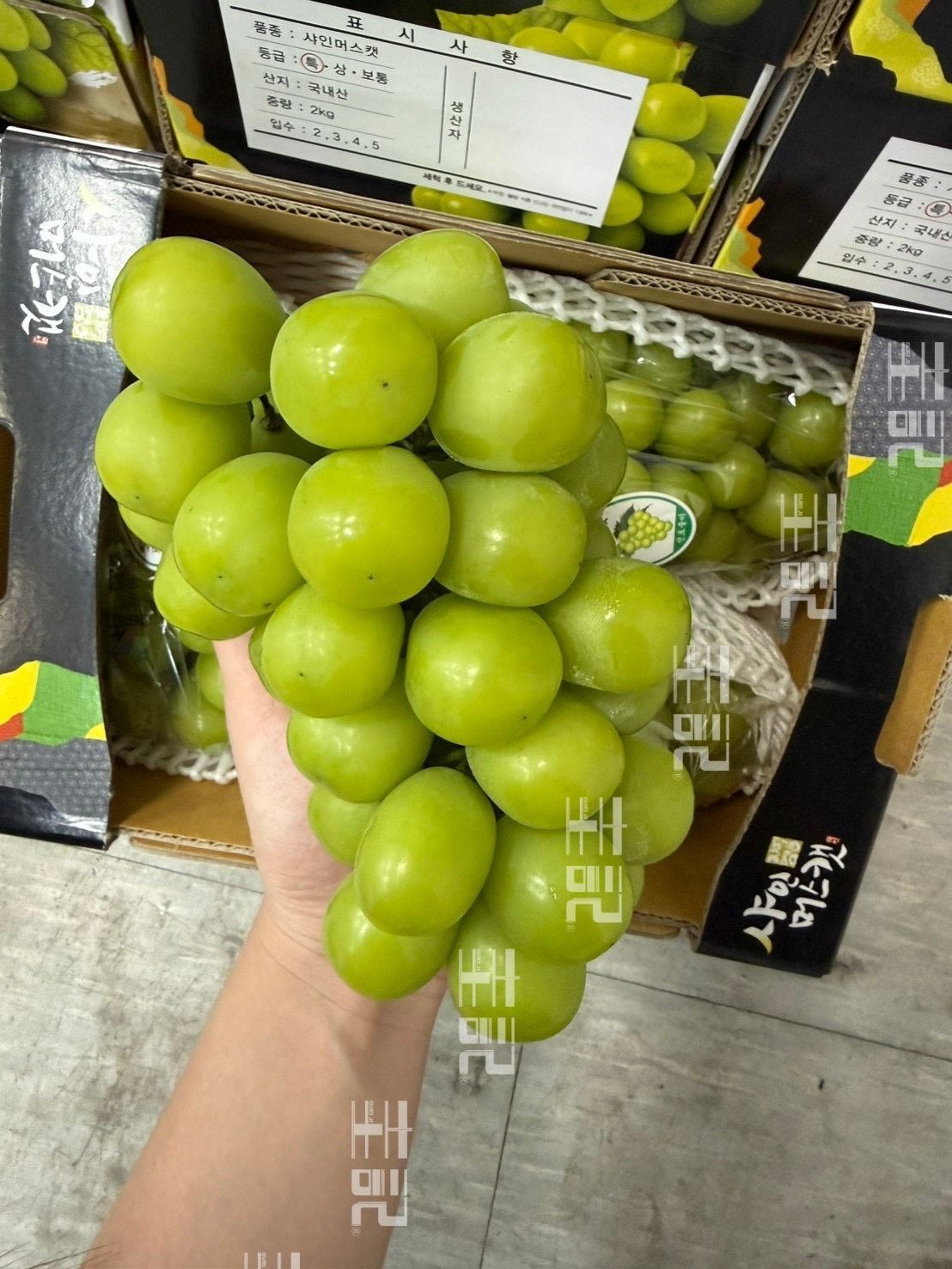 韓國麝香葡萄