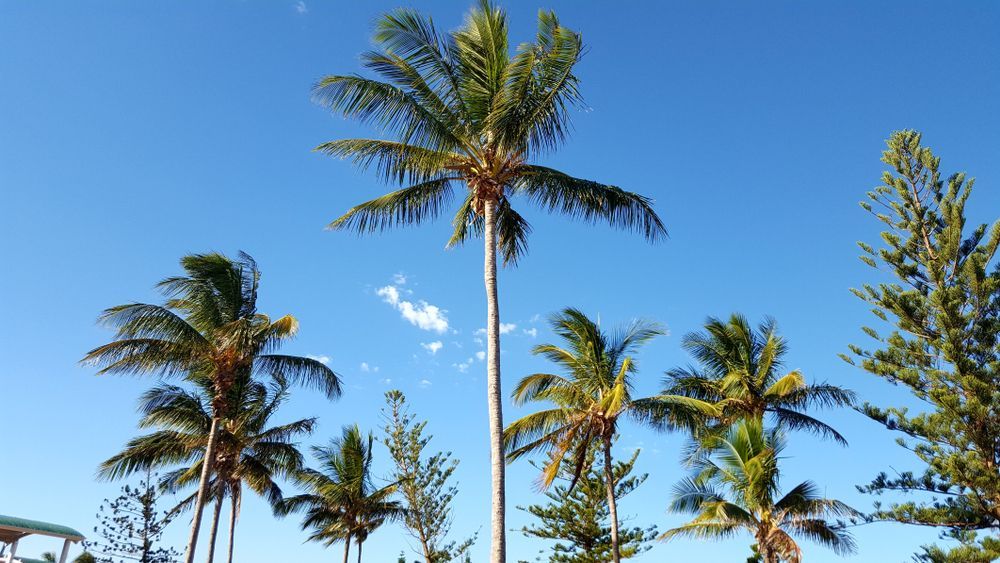 A Row Of Palm Trees Against A Blue Sky — Holloway Brothers In Palm Beach, NSW