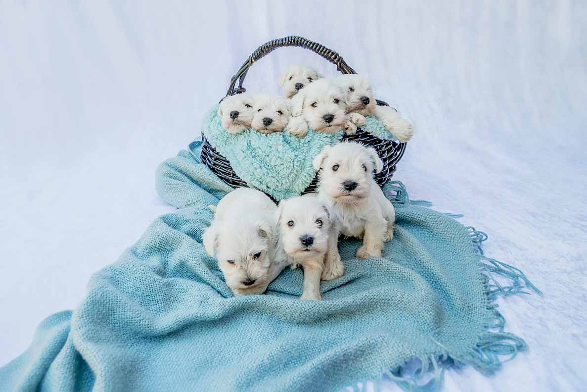 miniature white schnauzers