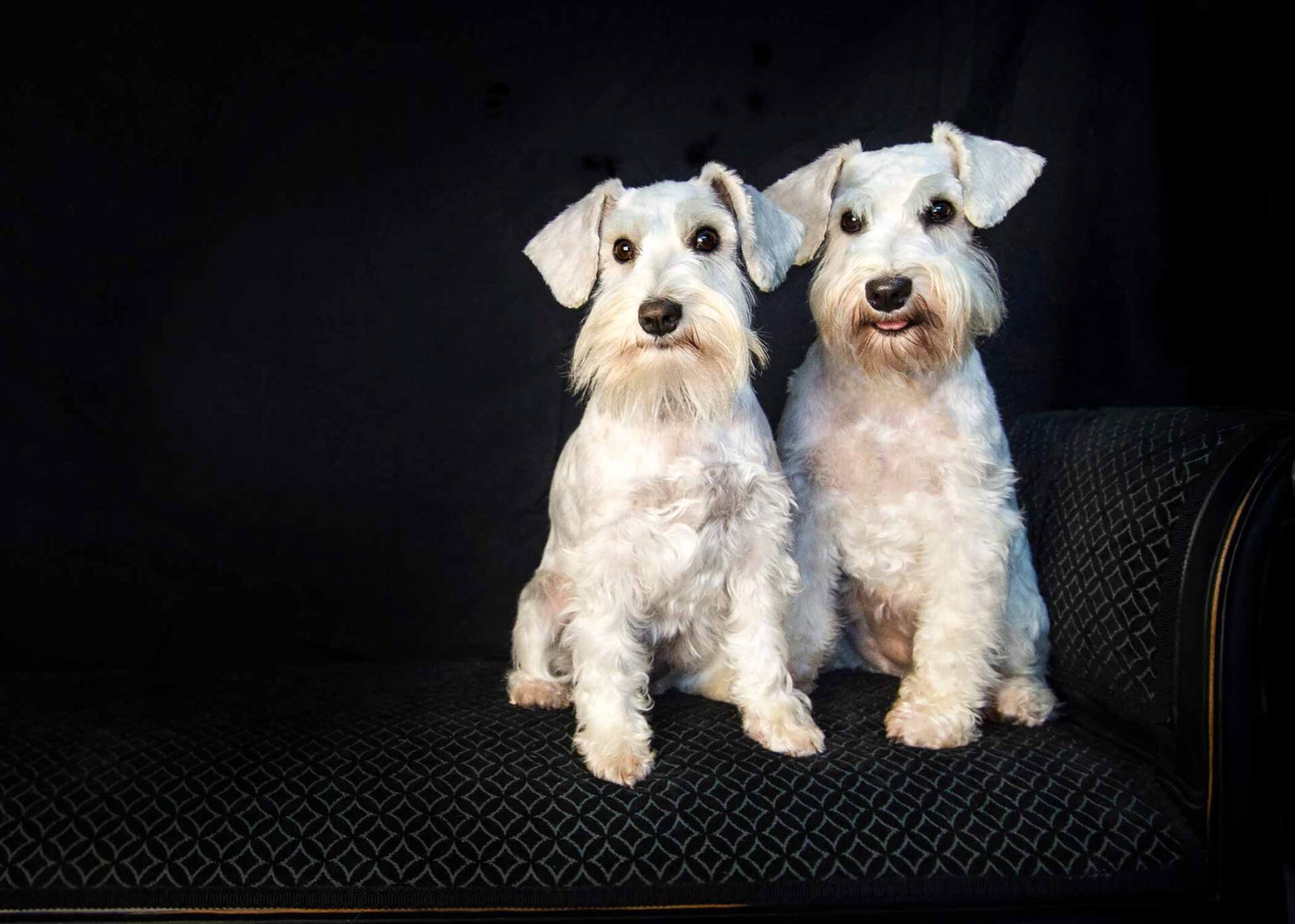 miniature white schnauzers
