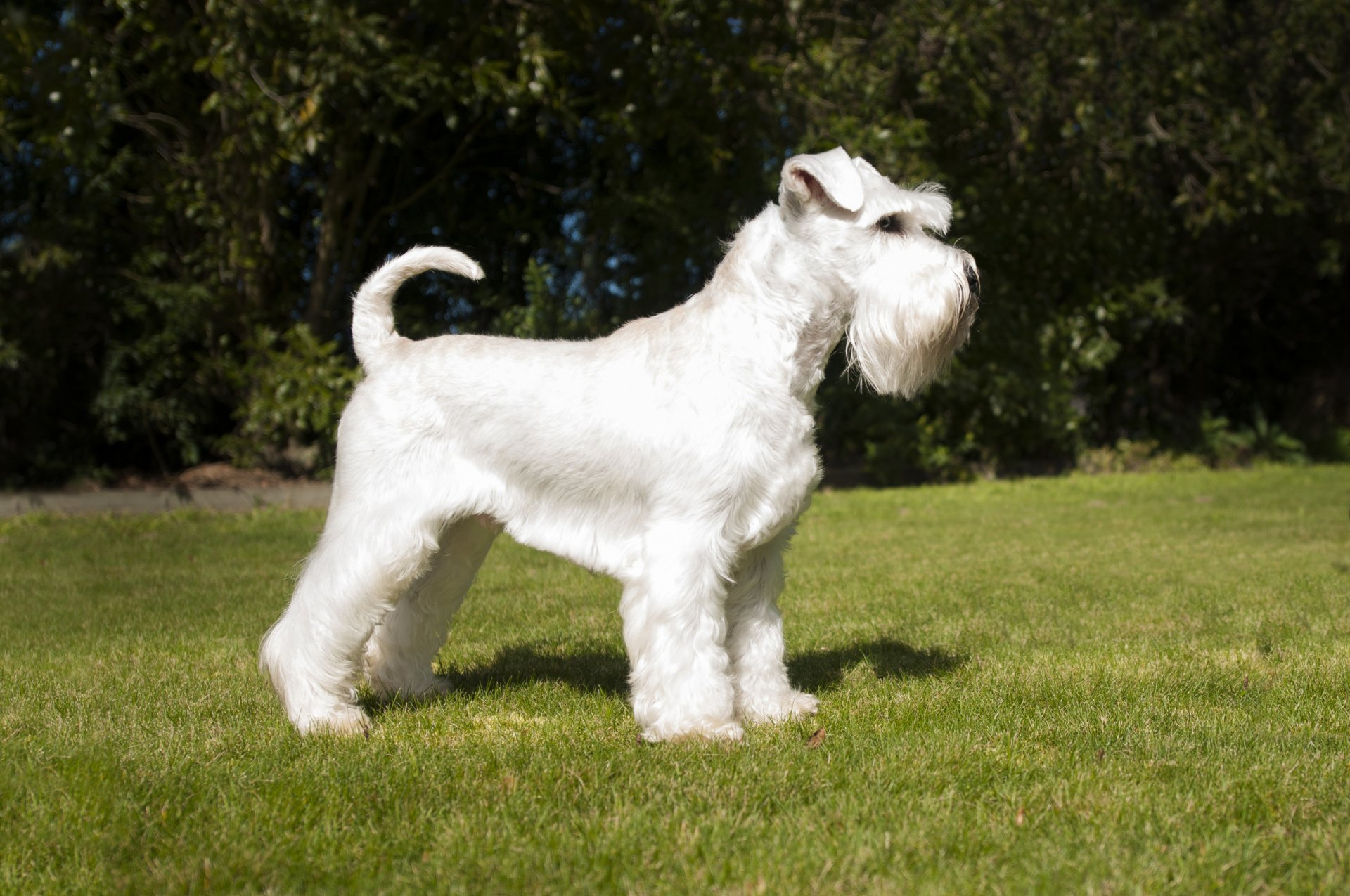 Svarcava Uffe - Minature White Schnauzer
