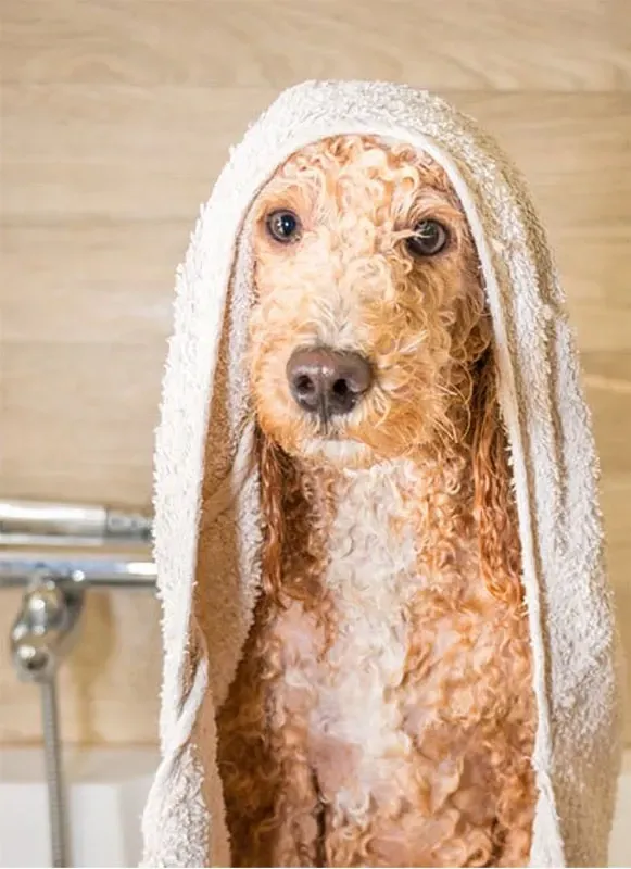 Wet dog wrapped in a towel