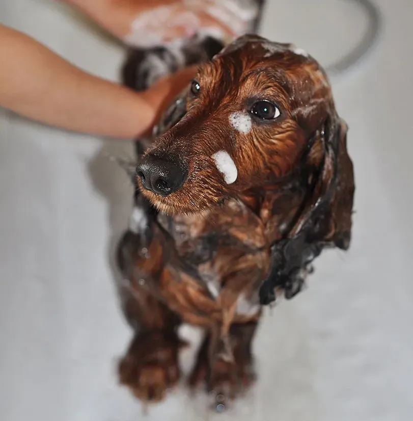 A person giving a dachshund a bath in a tub.
