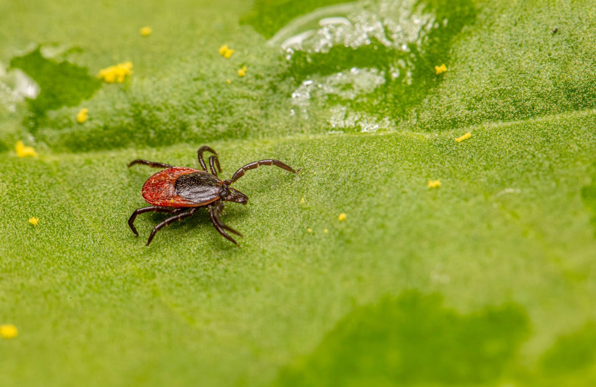 Deer tick on a blade of grass in Rhode Island, related to Lyme disease care at Rhode Island DPC