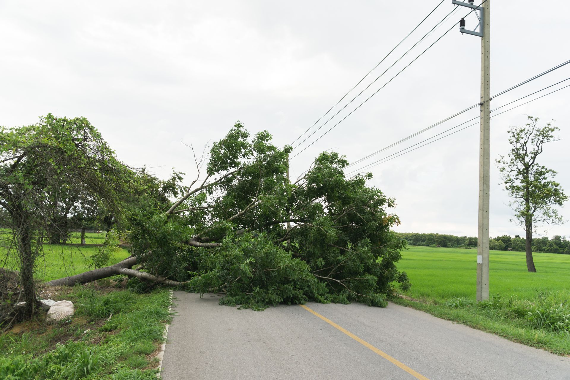 Fallen tree blocking a rural road beside green fields and power lines Fallen tree blocking a rural road beside green fields and power lines