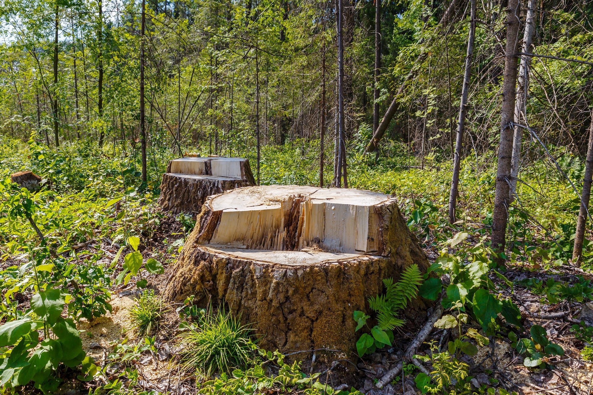 Two large tree stumps in a sunlit forest clearing with green undergrowth