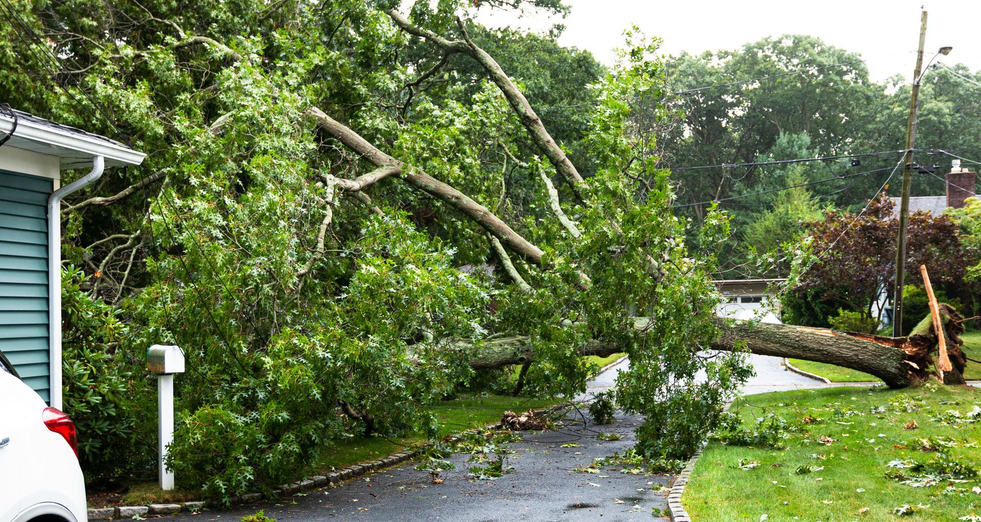 Fallen tree blocks a wet driveway beside a blue house after a storm