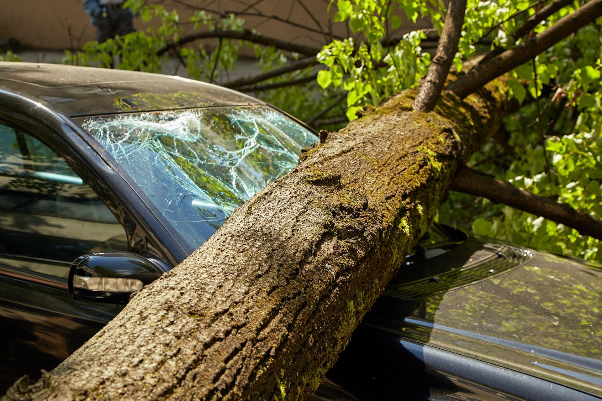 A large tree trunk has fallen onto a parked black car, crushing the roof and windshield. A large tree trunk has fallen onto a parked black car, crushing the roof and windshield.