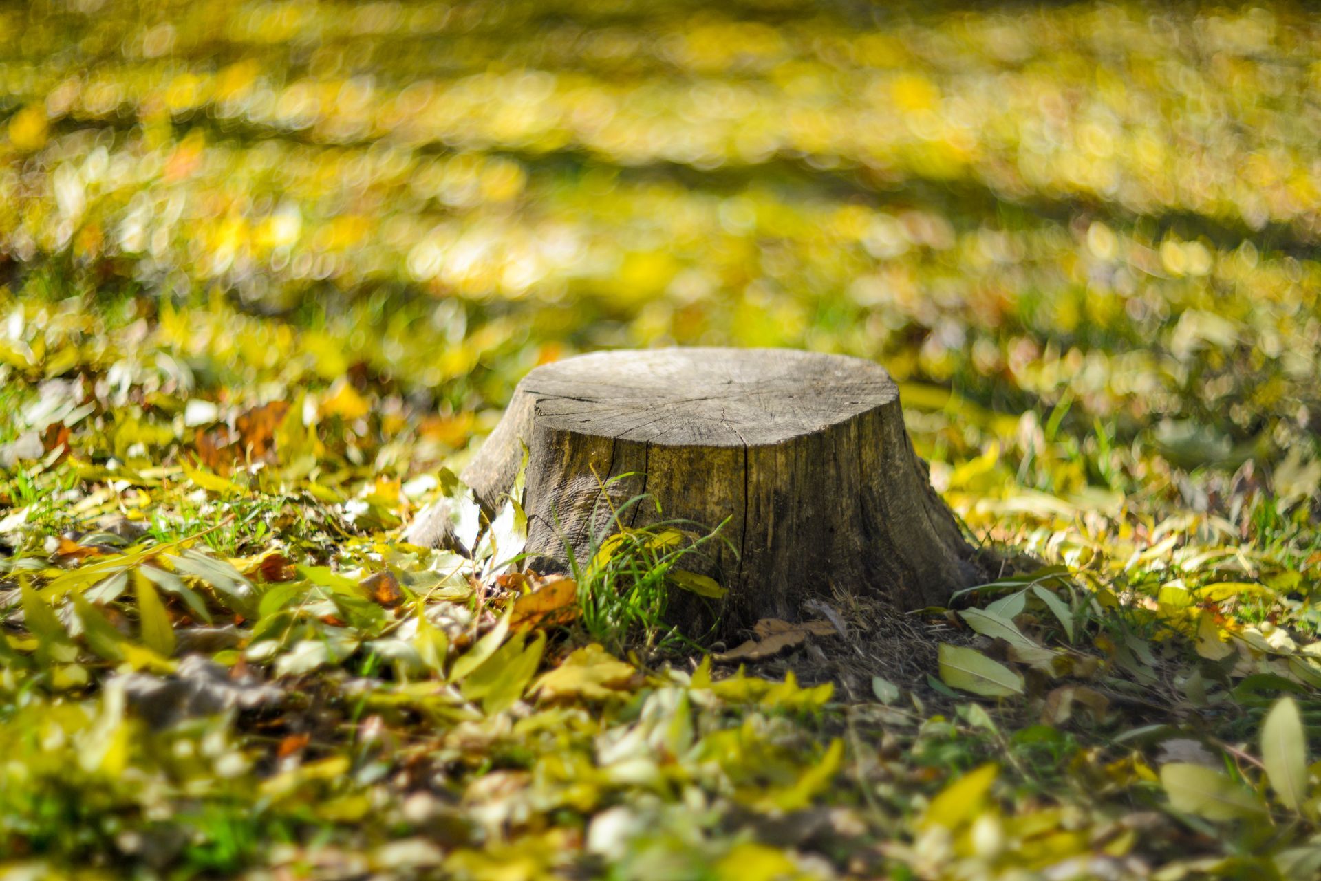 Tree stump in a sunlit forest floor covered with yellow-green leaves and blurred grass. Tree stump in a sunlit forest floor covered with yellow-green leaves and blurred grass.