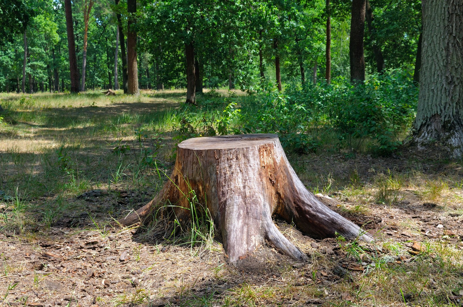 Tree stump in a wooded park clearing with green trees and grass nearby
