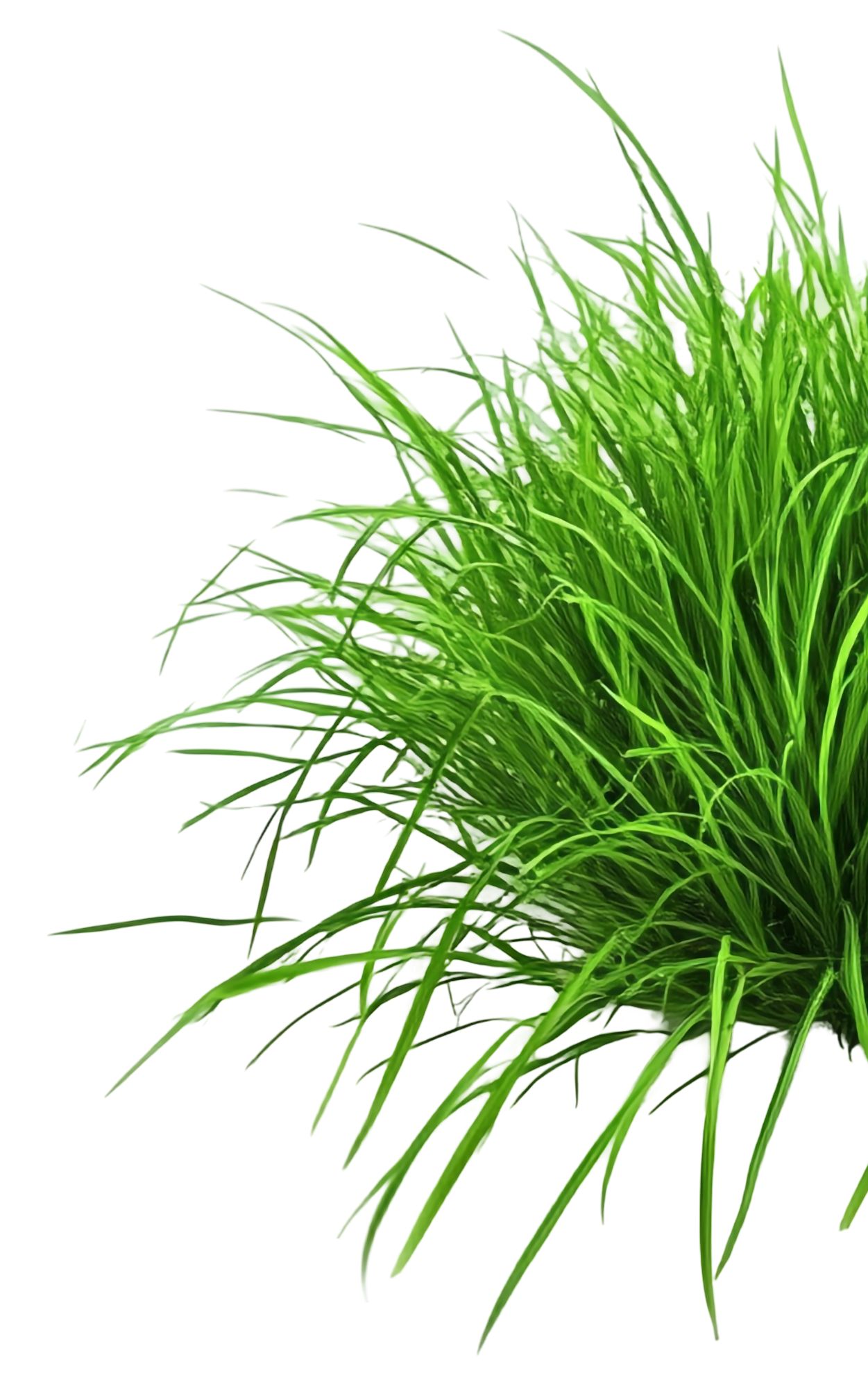 Green, lush clump of grass against a white background.