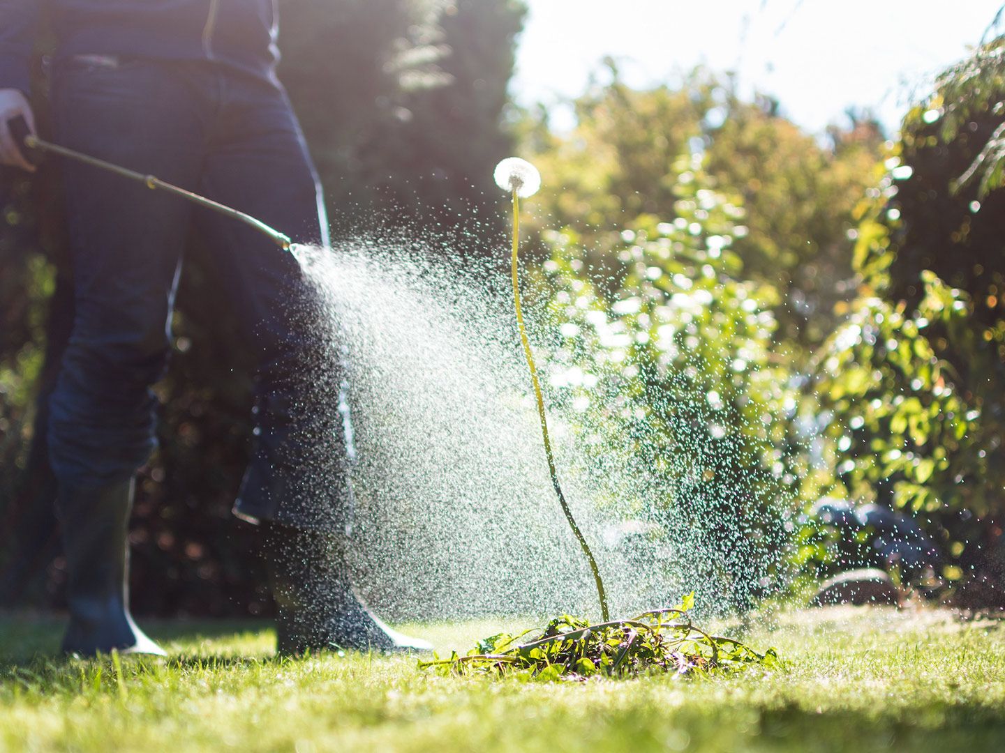 Person spraying a weed in a grassy yard; water droplets visible.