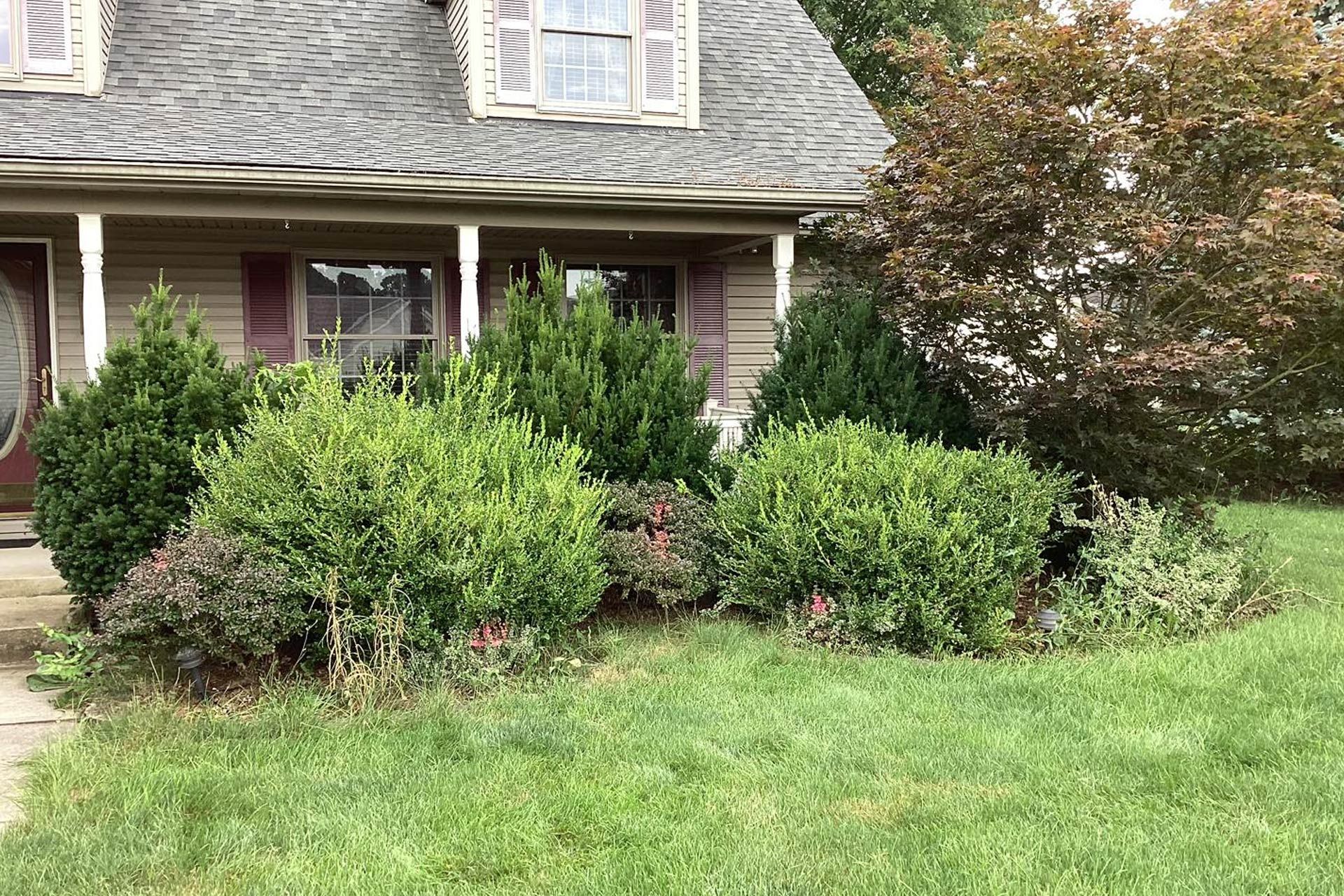 A house with landscaping in front: green lawn, bushes, trees, and gray roof.