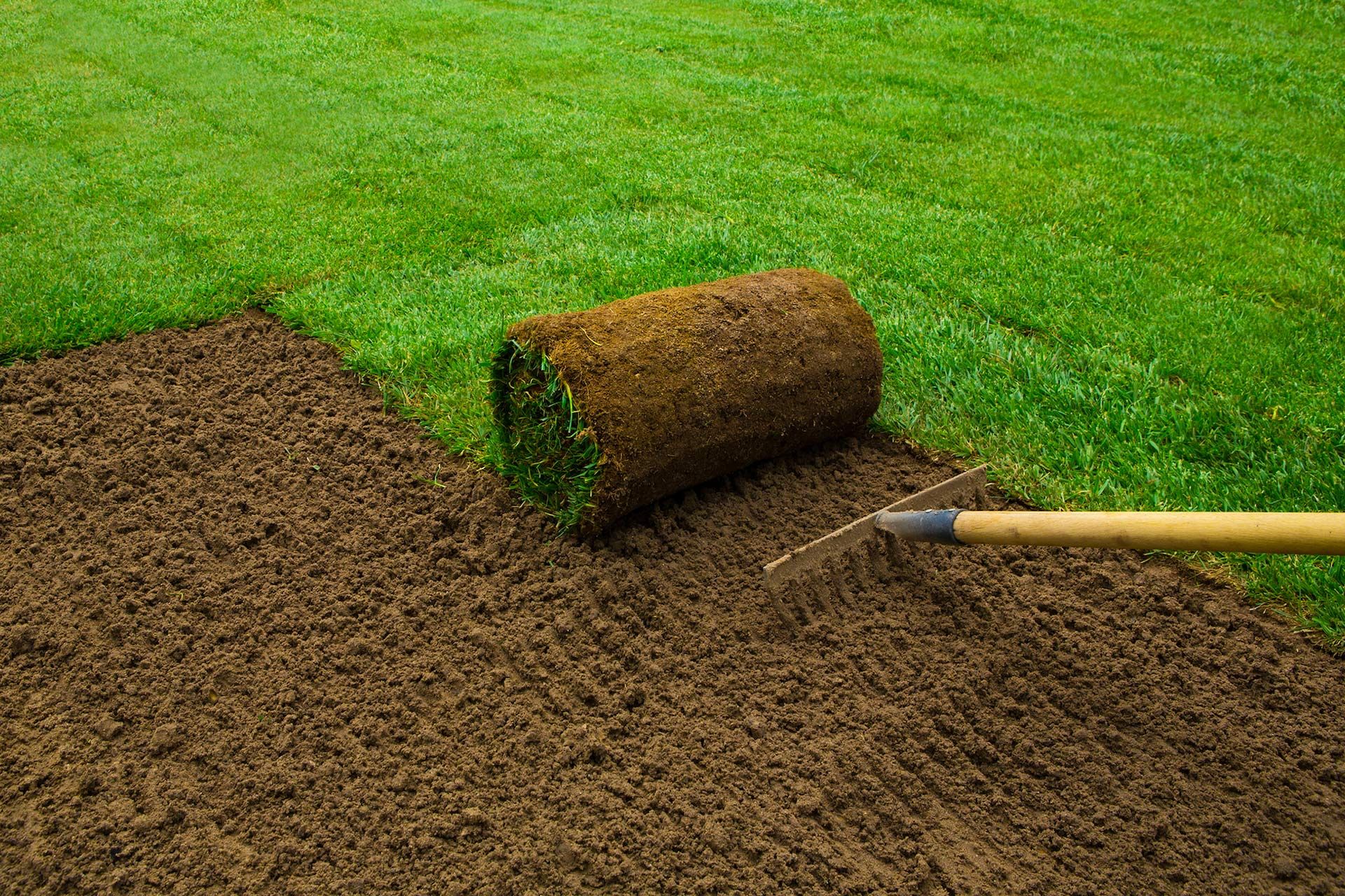 A roll of sod is laid on prepared soil, rake in foreground, lush green grass in background.