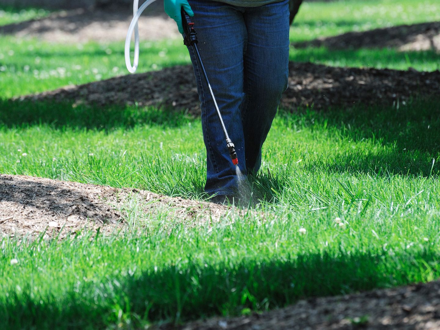 Person spraying grass with a pesticide in a green lawn.