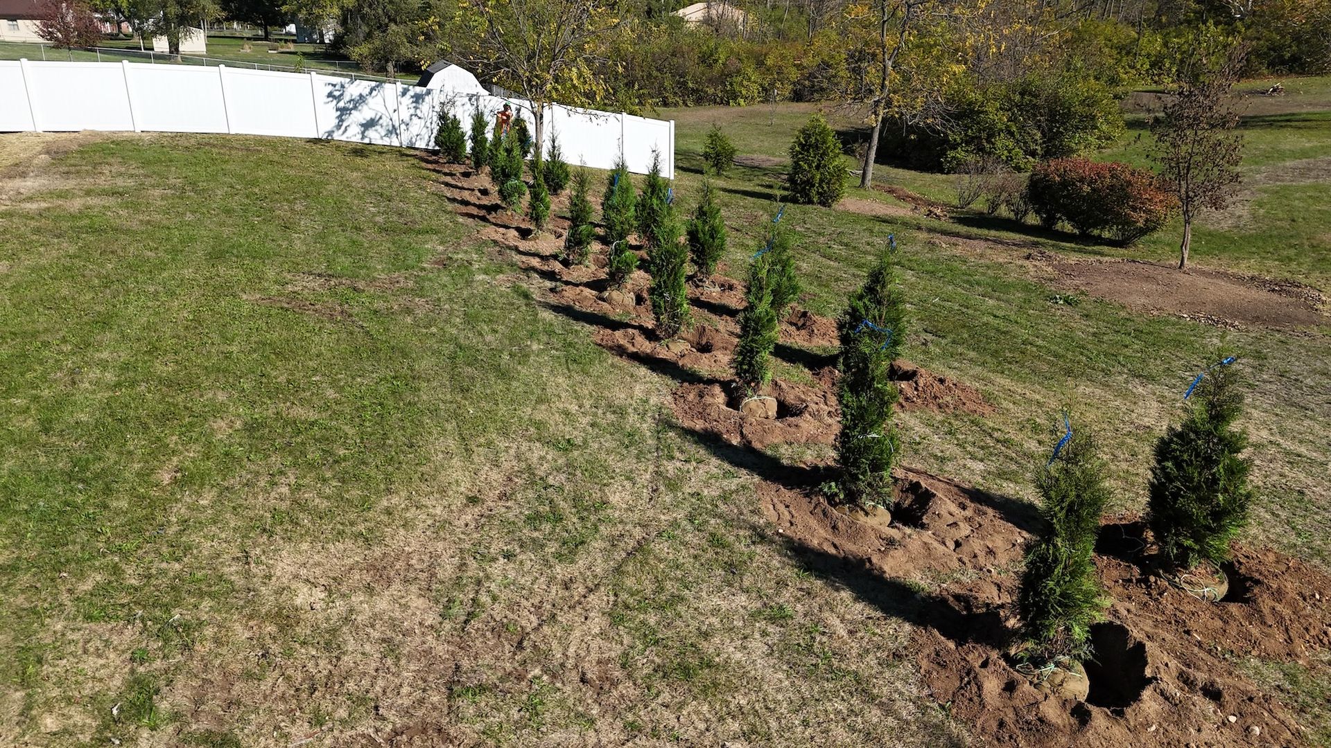 Row of newly planted green trees along a brown soil bed, in front of a white fence, on a grassy hill.