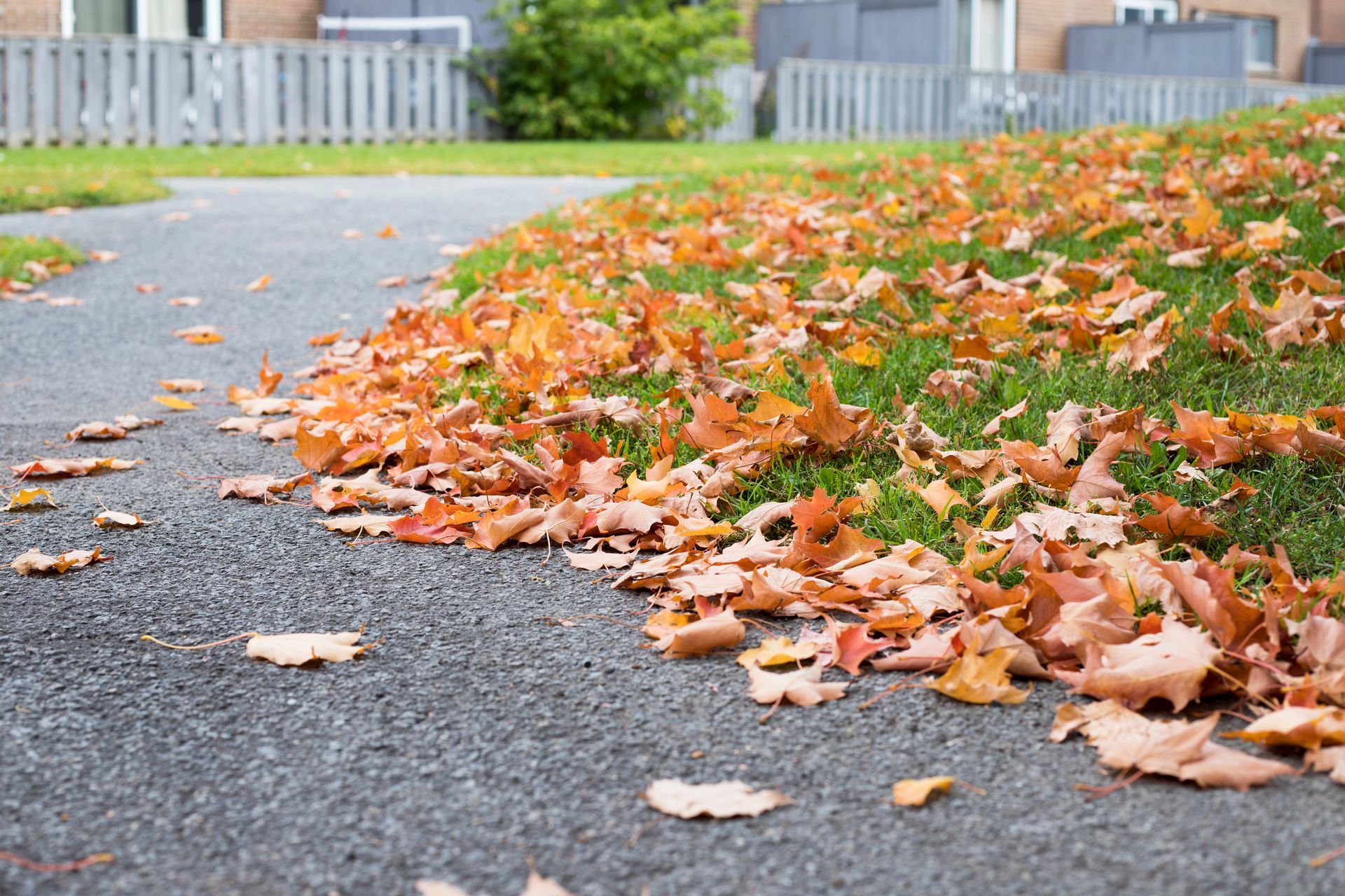 Autumn leaves scattered along a driveway beside a gray fence and lawn