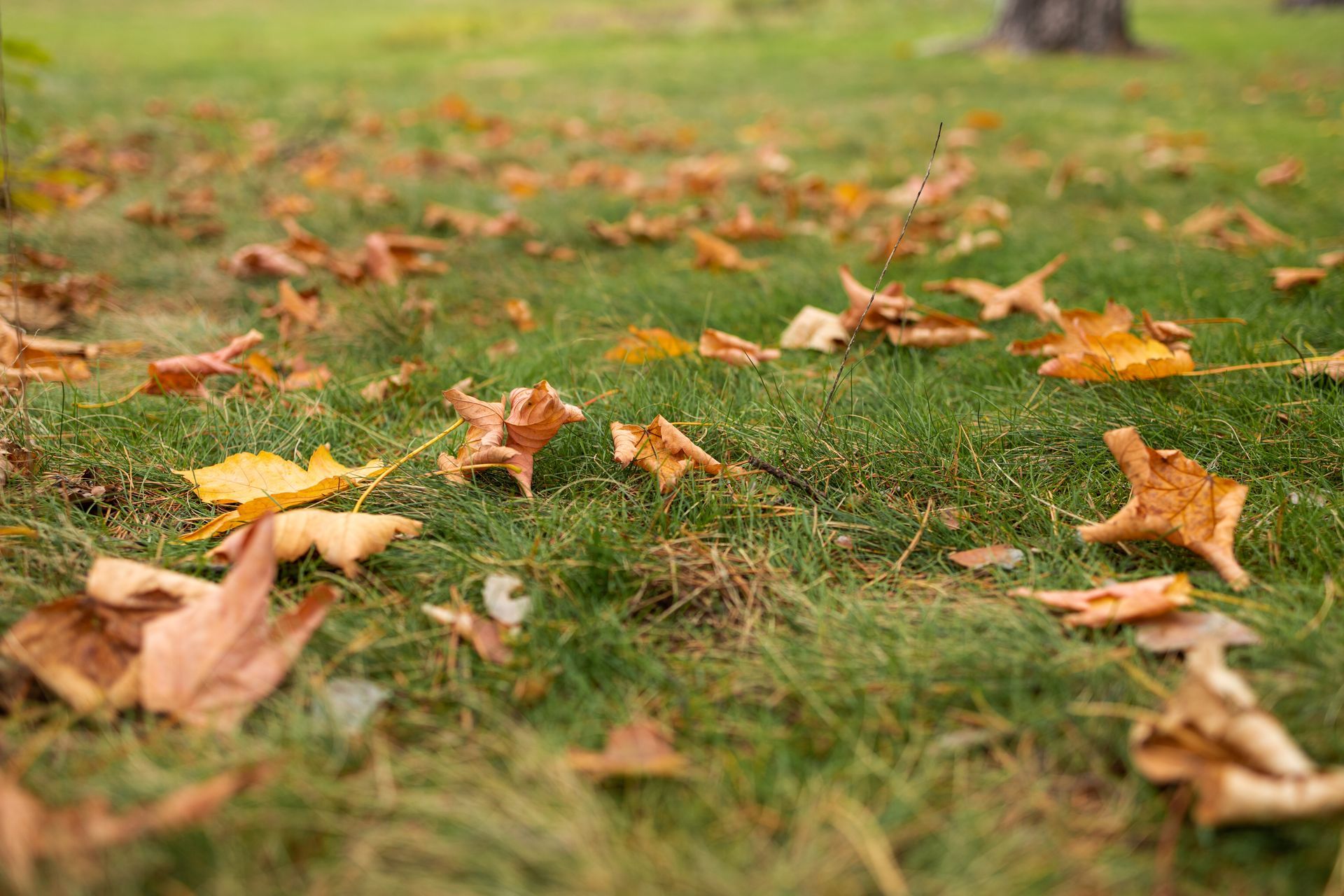 Fallen autumn leaves scattered across a grassy lawn with a soft-focus background
