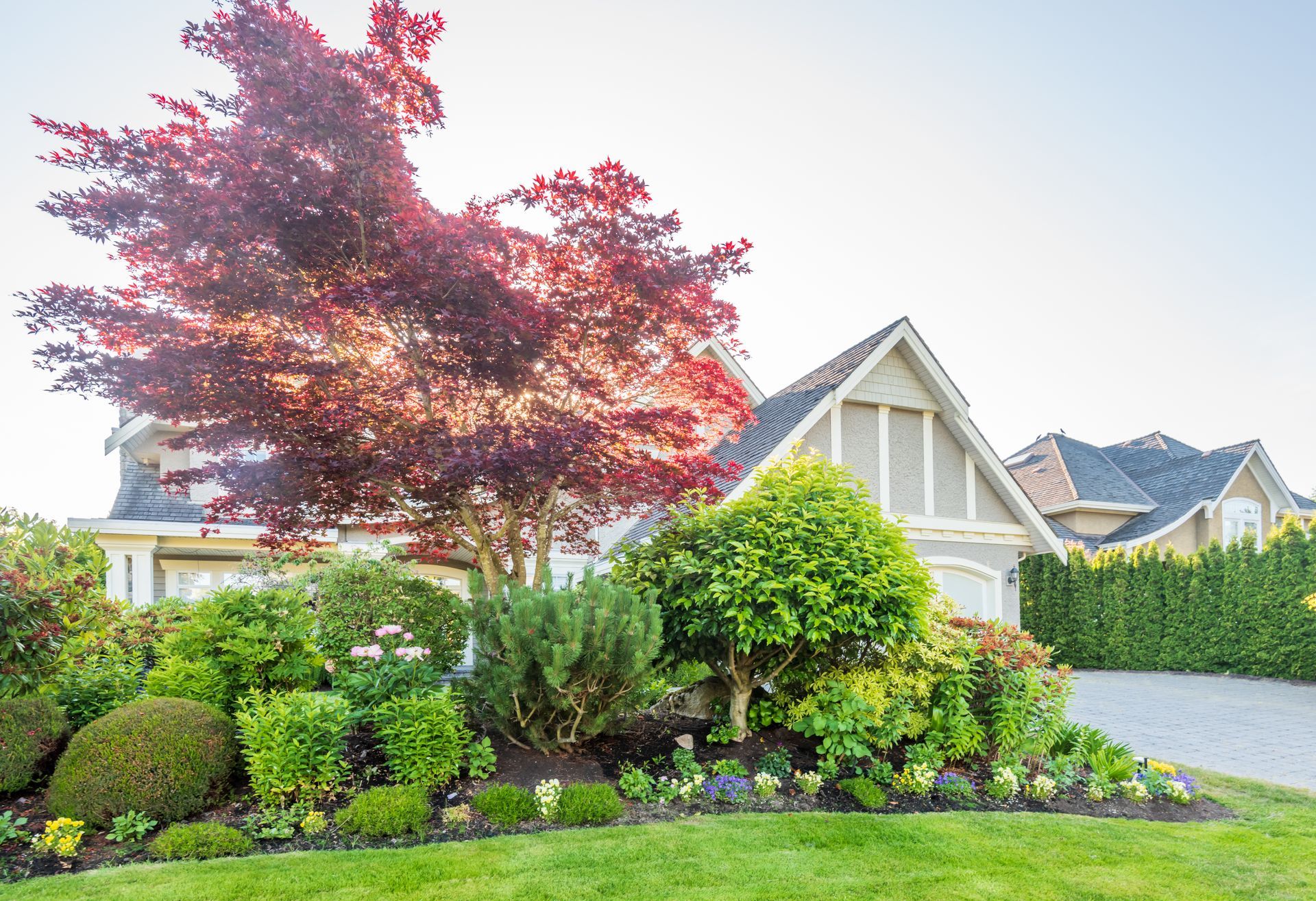 Suburban house with a red-leaf tree, trimmed shrubs, and a lush green lawn in bright daylight