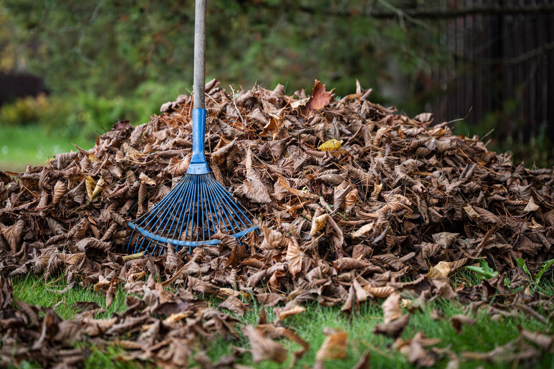 Blue rake in a pile of dry autumn leaves in a yard