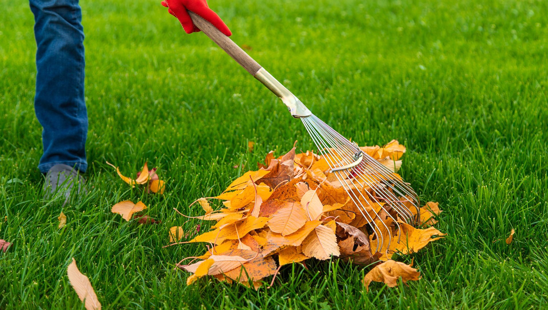 A person wearing blue jeans and red gloves rakes a pile of orange autumn leaves on a green grass lawn.