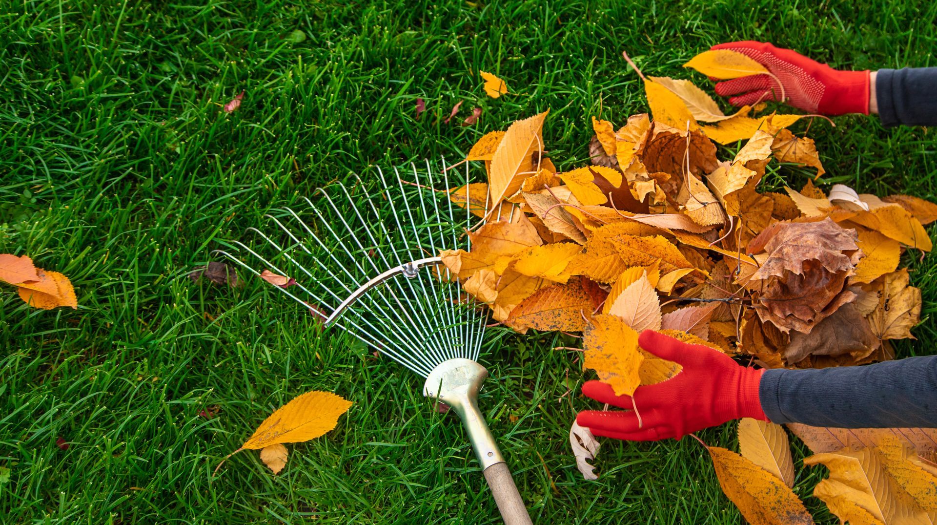 Gloved hands raking orange and brown leaves on green grass with a metal rake