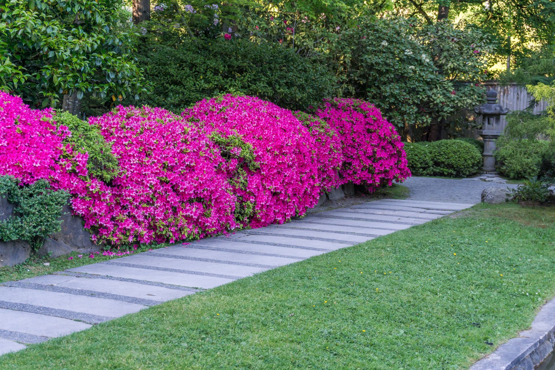 Garden path beside bright pink flowering shrubs and green lawn