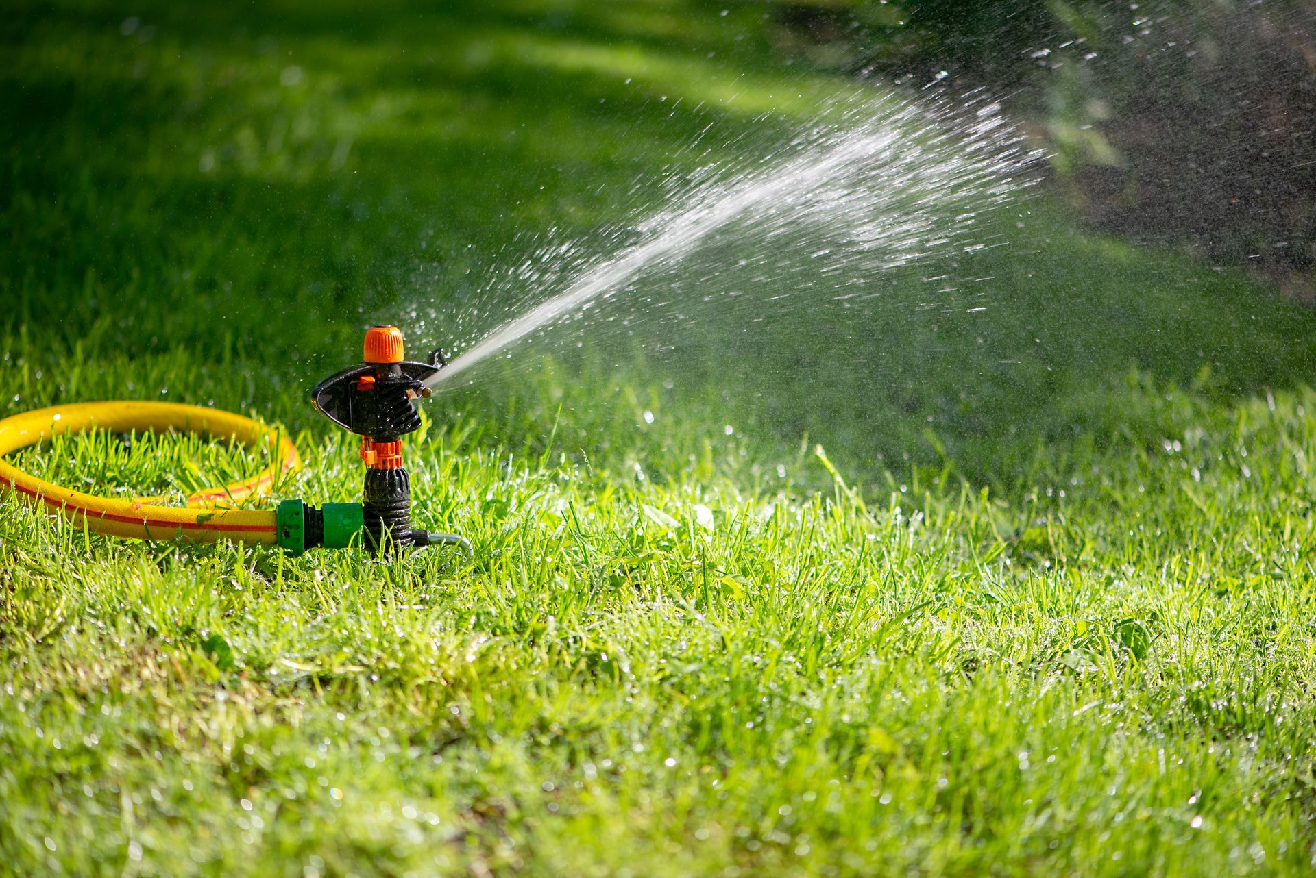 Garden sprinkler spraying water on green grass beside a yellow hose