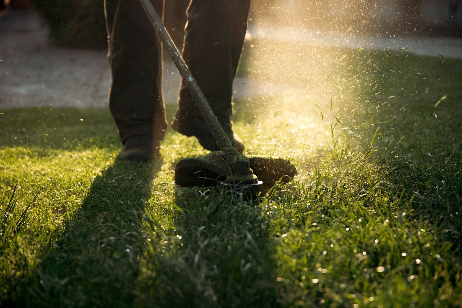 A person uses a string trimmer to cut grass in a sunlit yard, with clippings flying through the golden light.