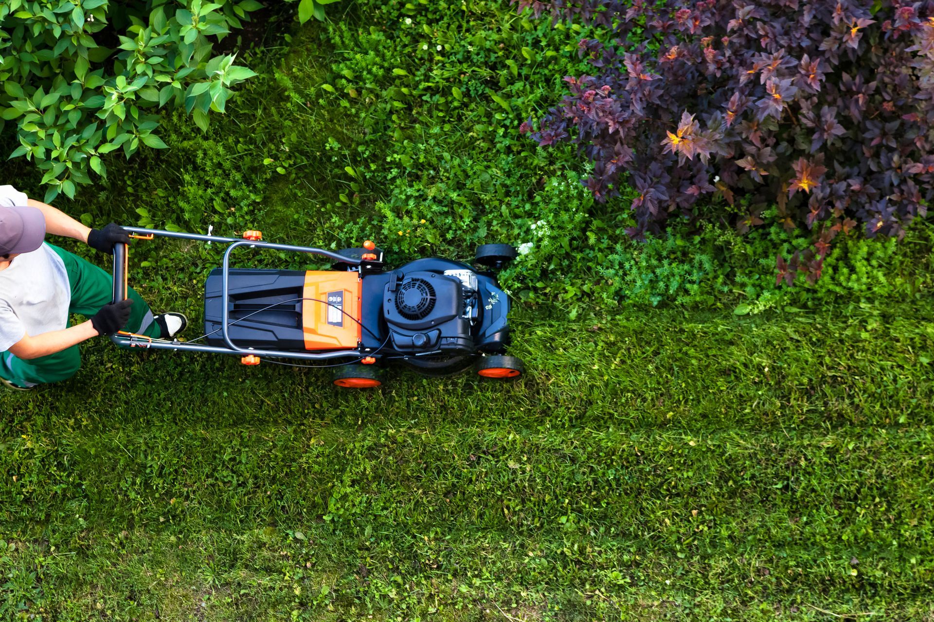 Person mowing a green lawn with a push mower beside dense shrubs and flowers.