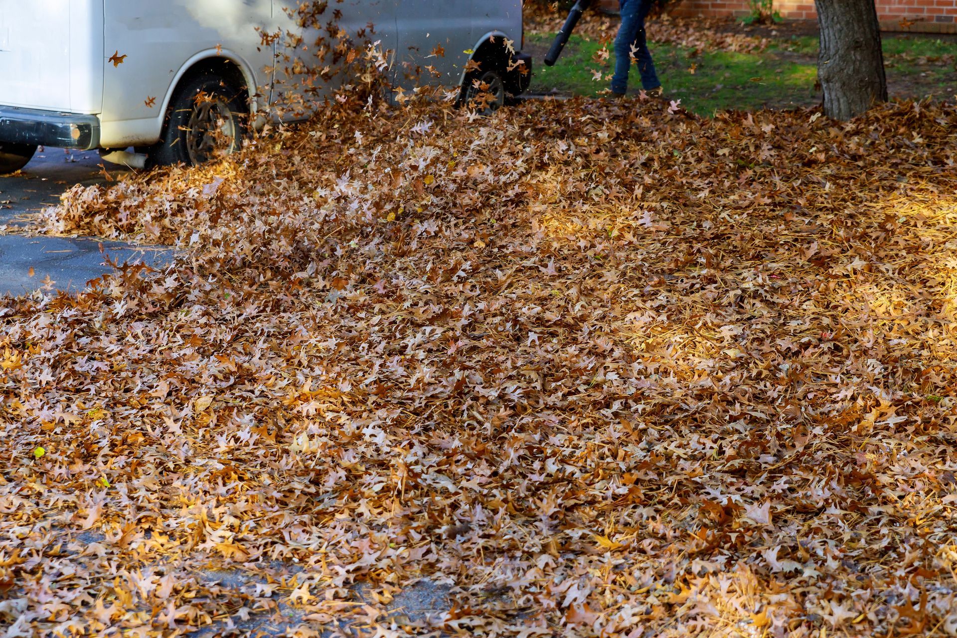 Leaf blower clearing a large pile of wet autumn leaves beside a parked car and trees