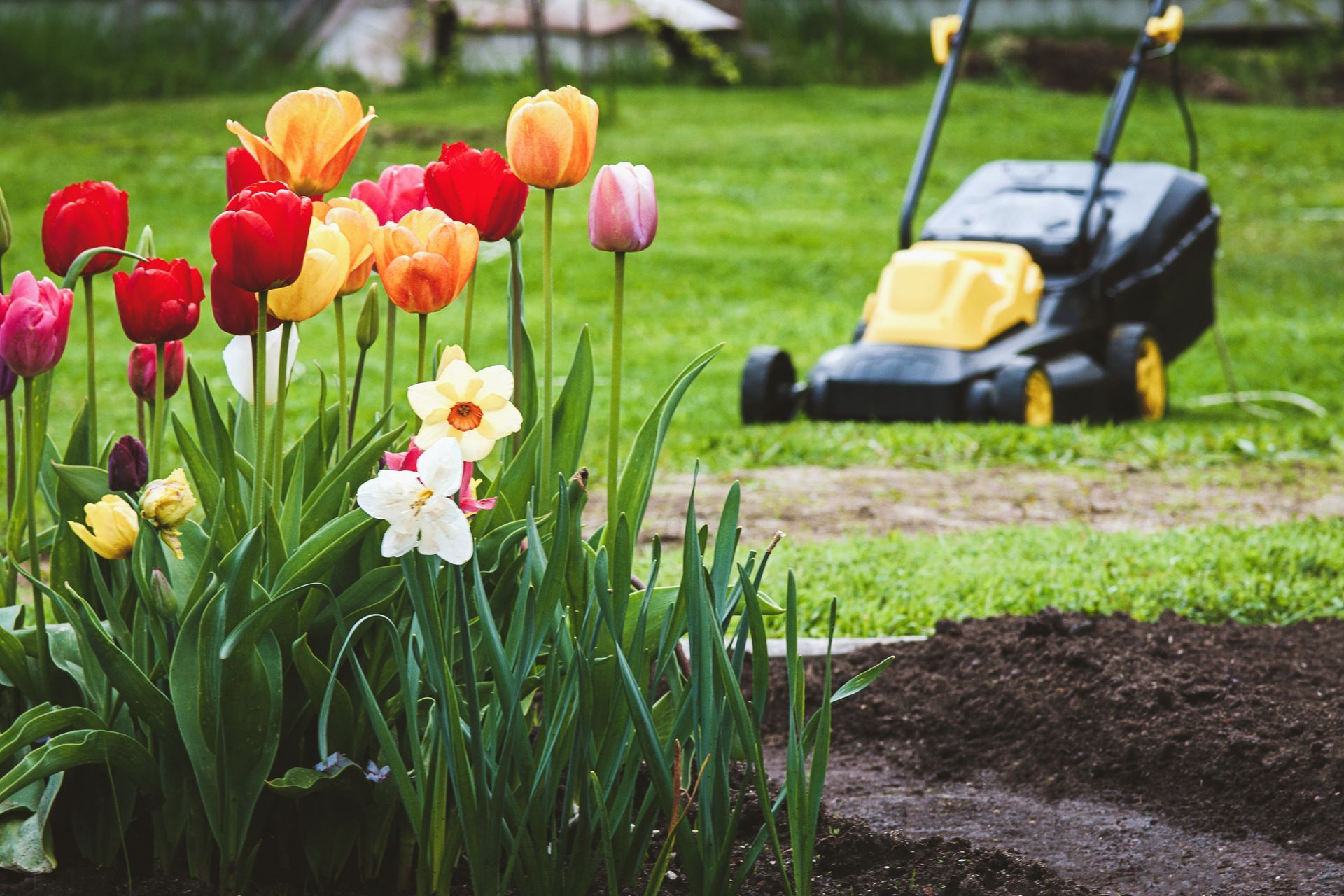 Colorful tulips and white flowers bloom in a garden bed, with a yellow and black lawnmower parked on the grass behind.
