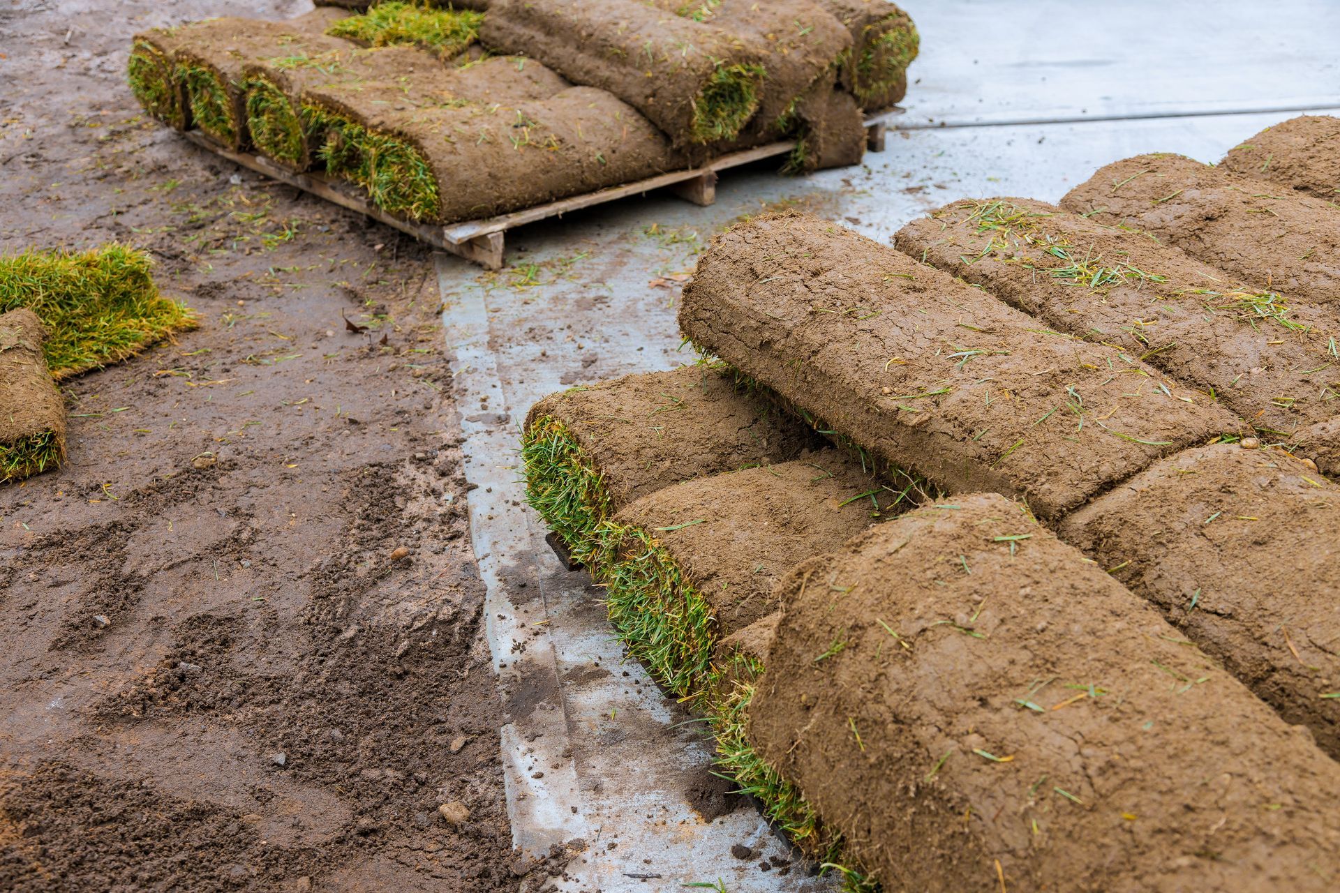 Rows of sod rolls on wet ground, with green grass peeking through the brown soil