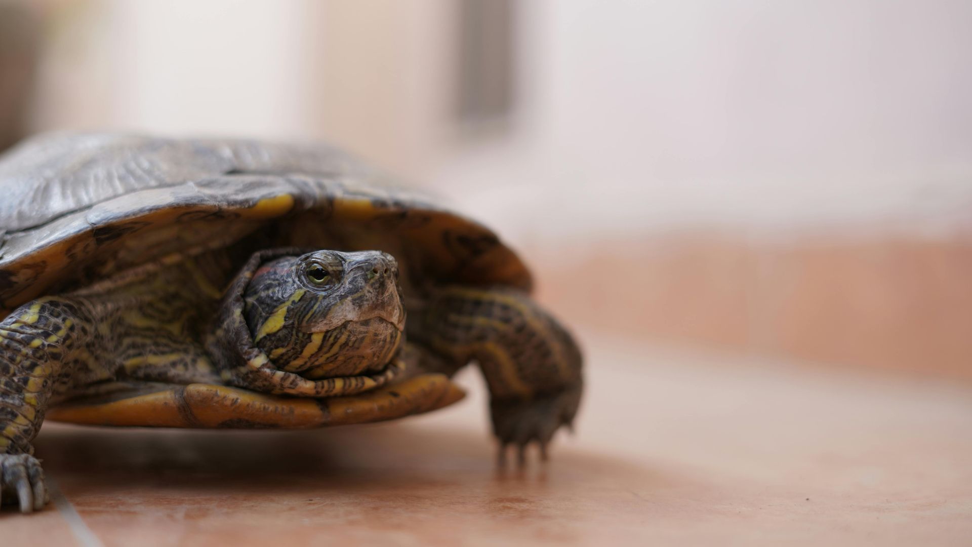 A brown turtle resting on a wooden surface, close-up side view.
