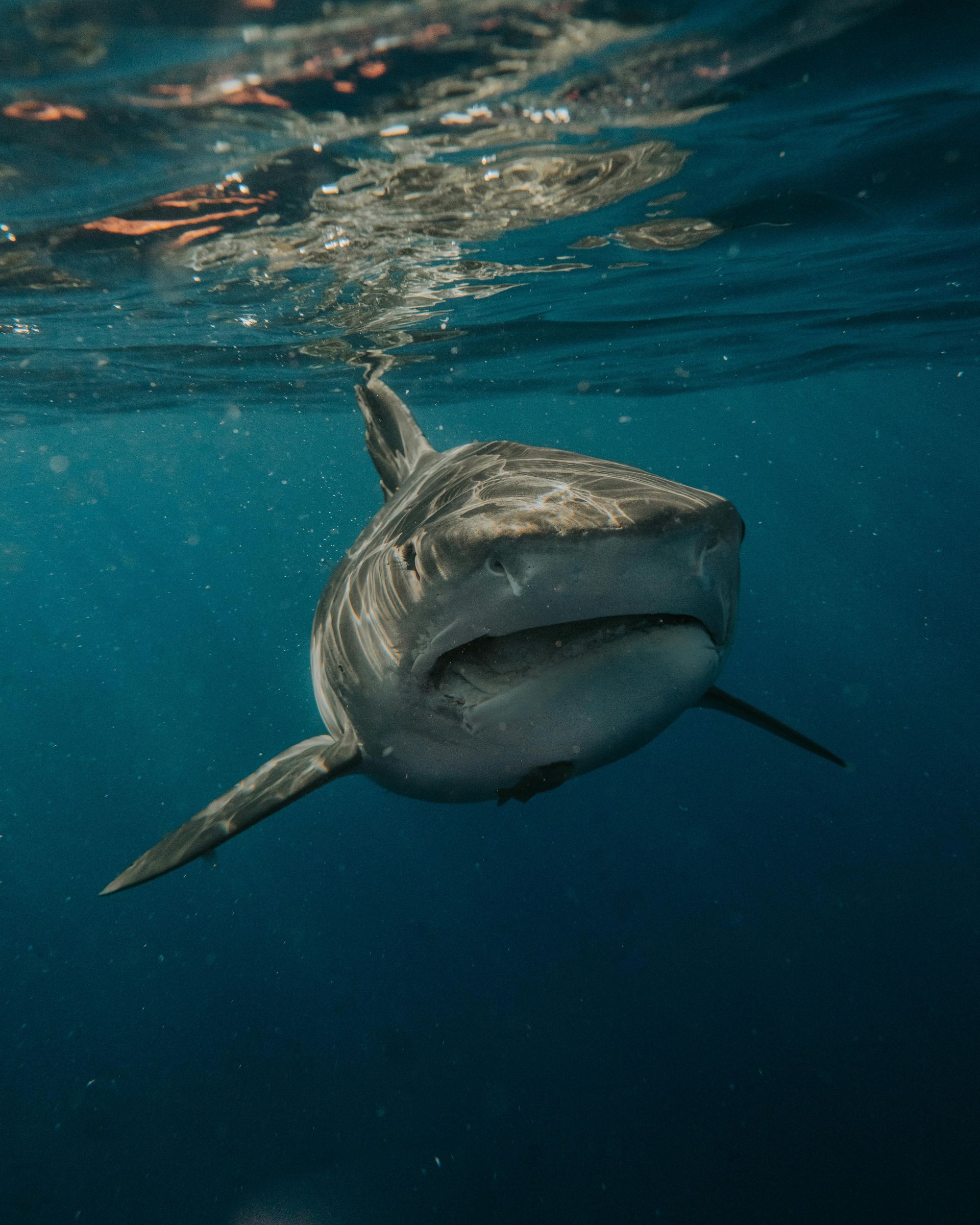 Great white shark swimming underwater near the surface, with sunlight shimmering above.