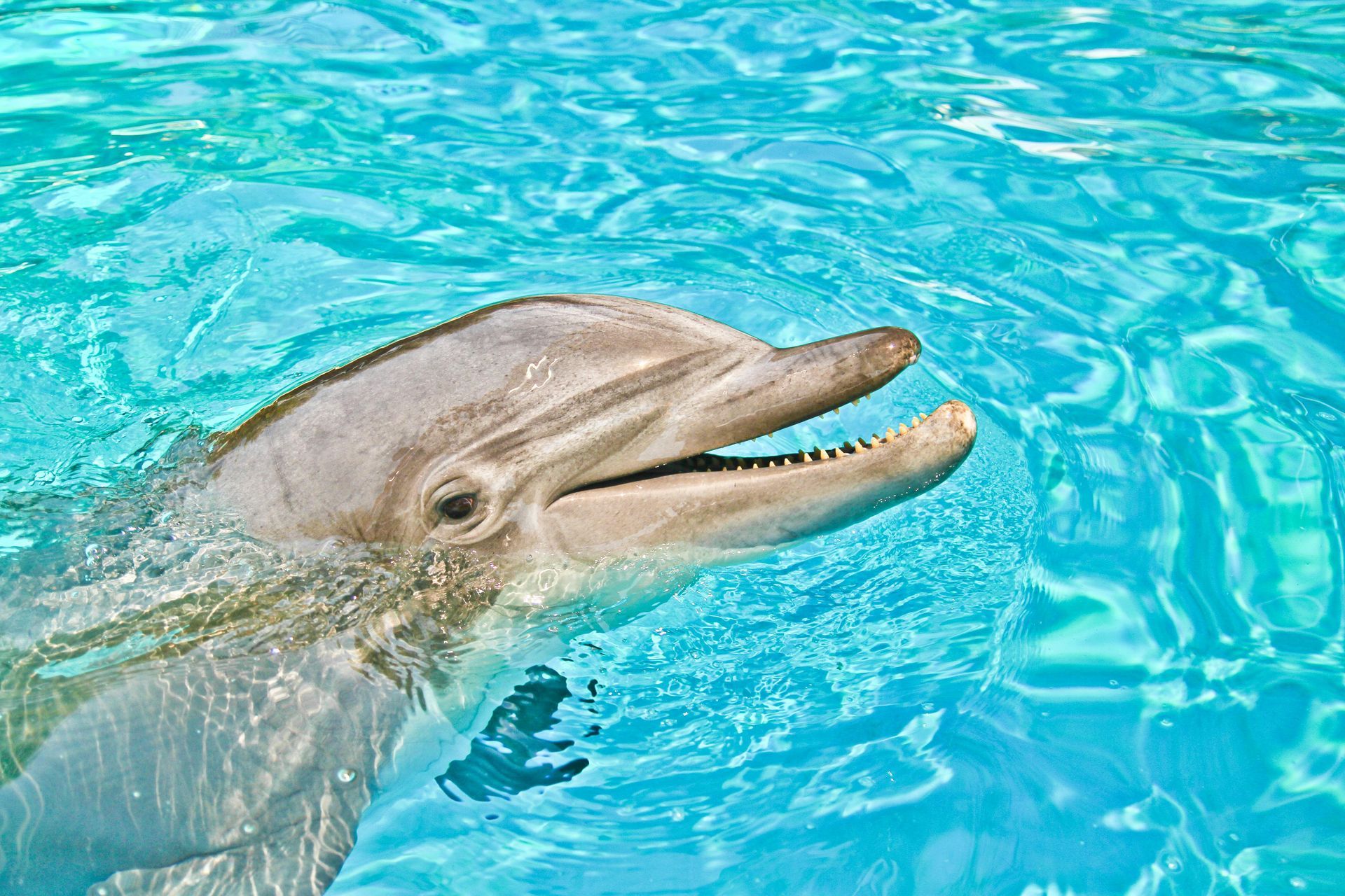 Dolphin surfacing in bright blue water with its mouth slightly open