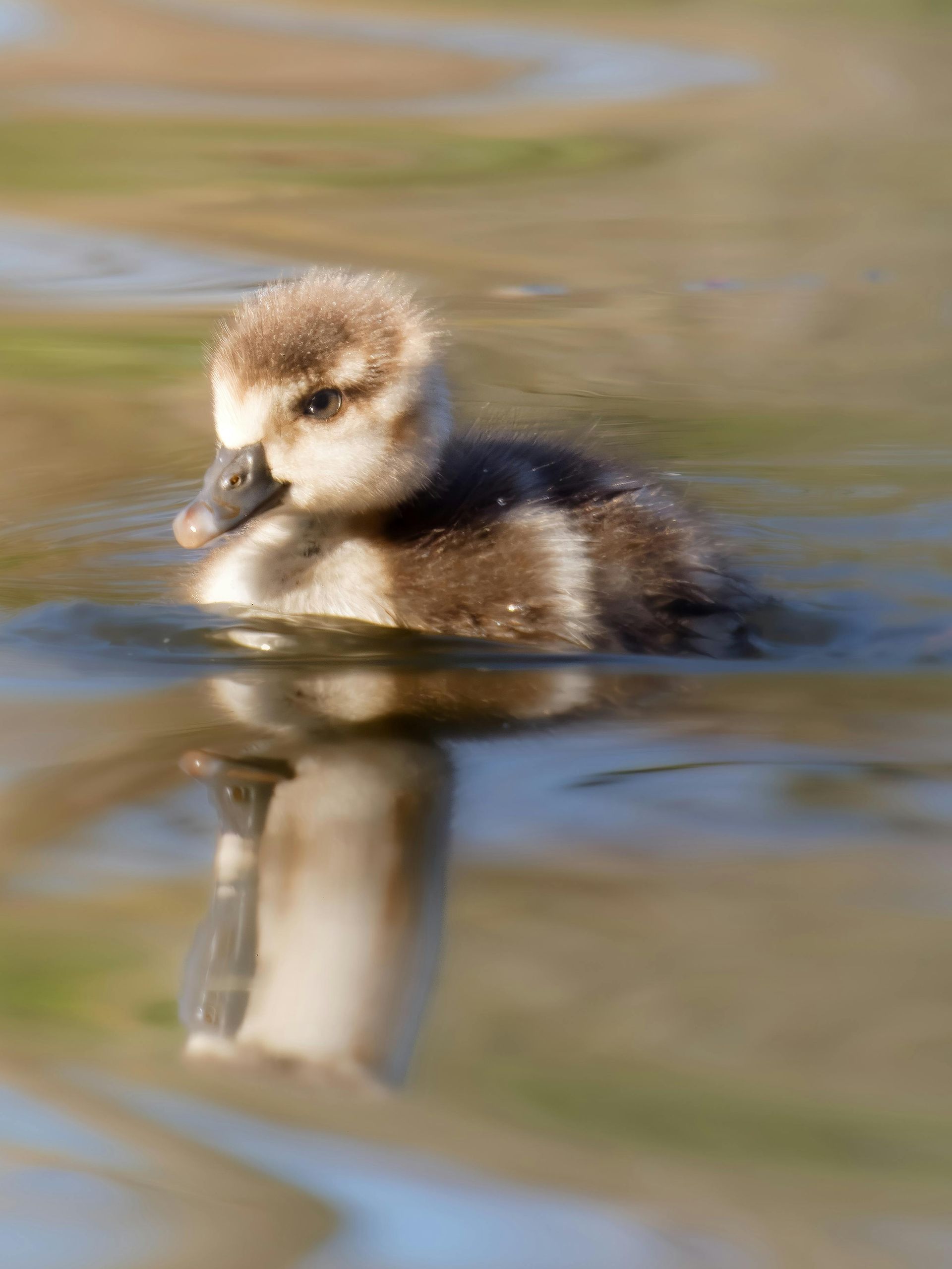 Duckling swimming in calm water with its reflection visible