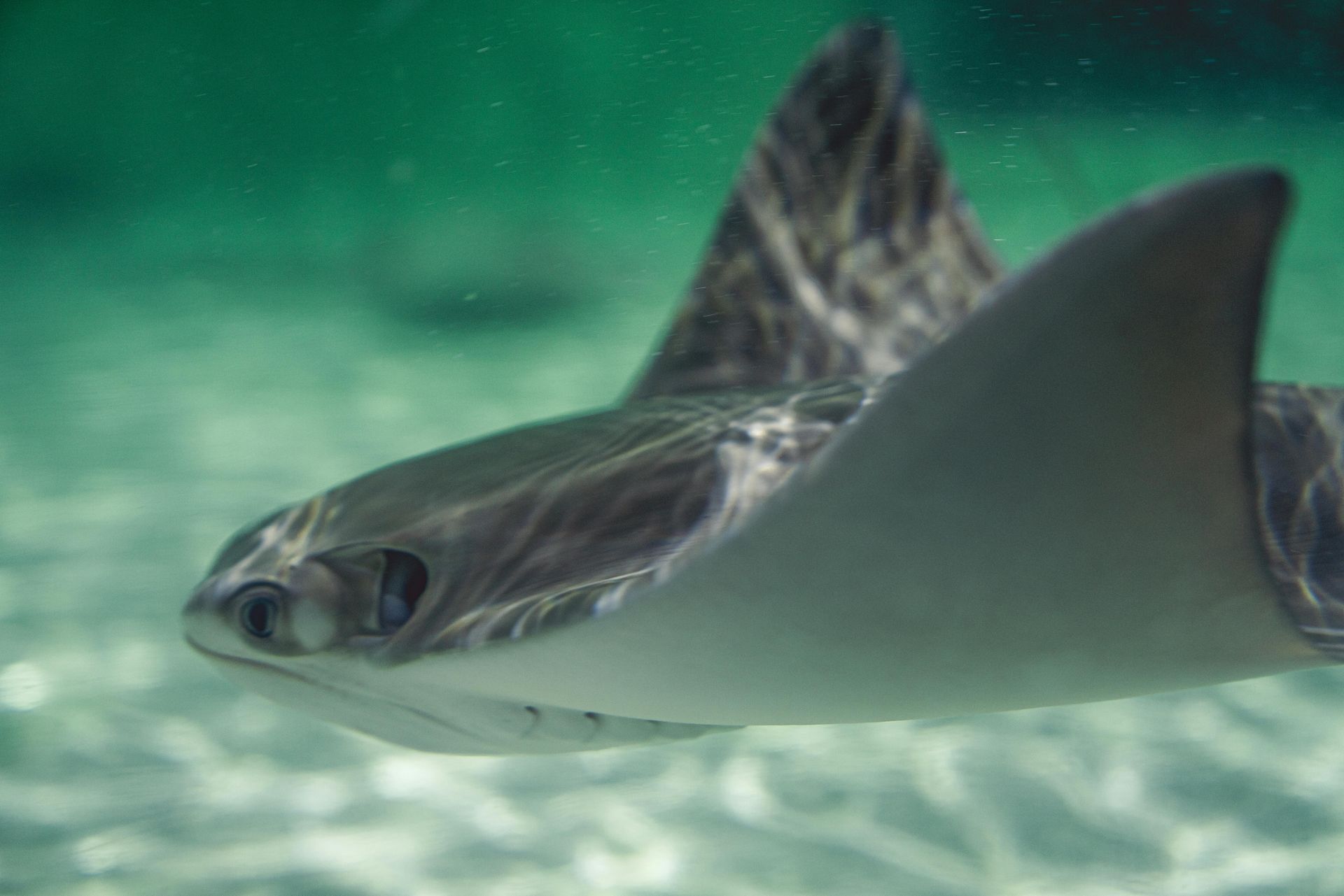 Close-up of a silver fish swimming underwater against a green background